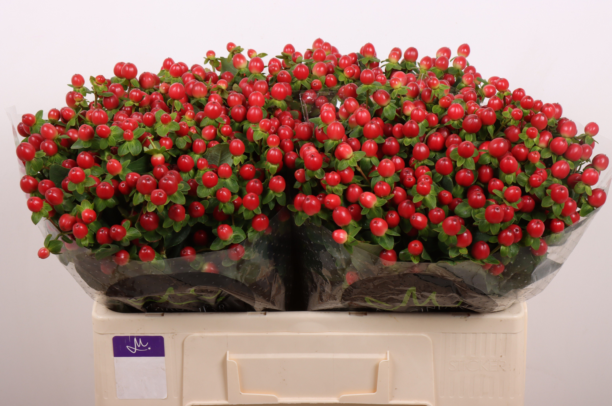 Гипперикум Томато Флэр 50, шт.