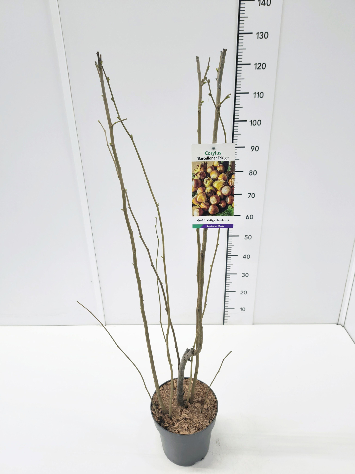 Corylus maxima 'Barcelloner Eckige' 80-100C5, D 23