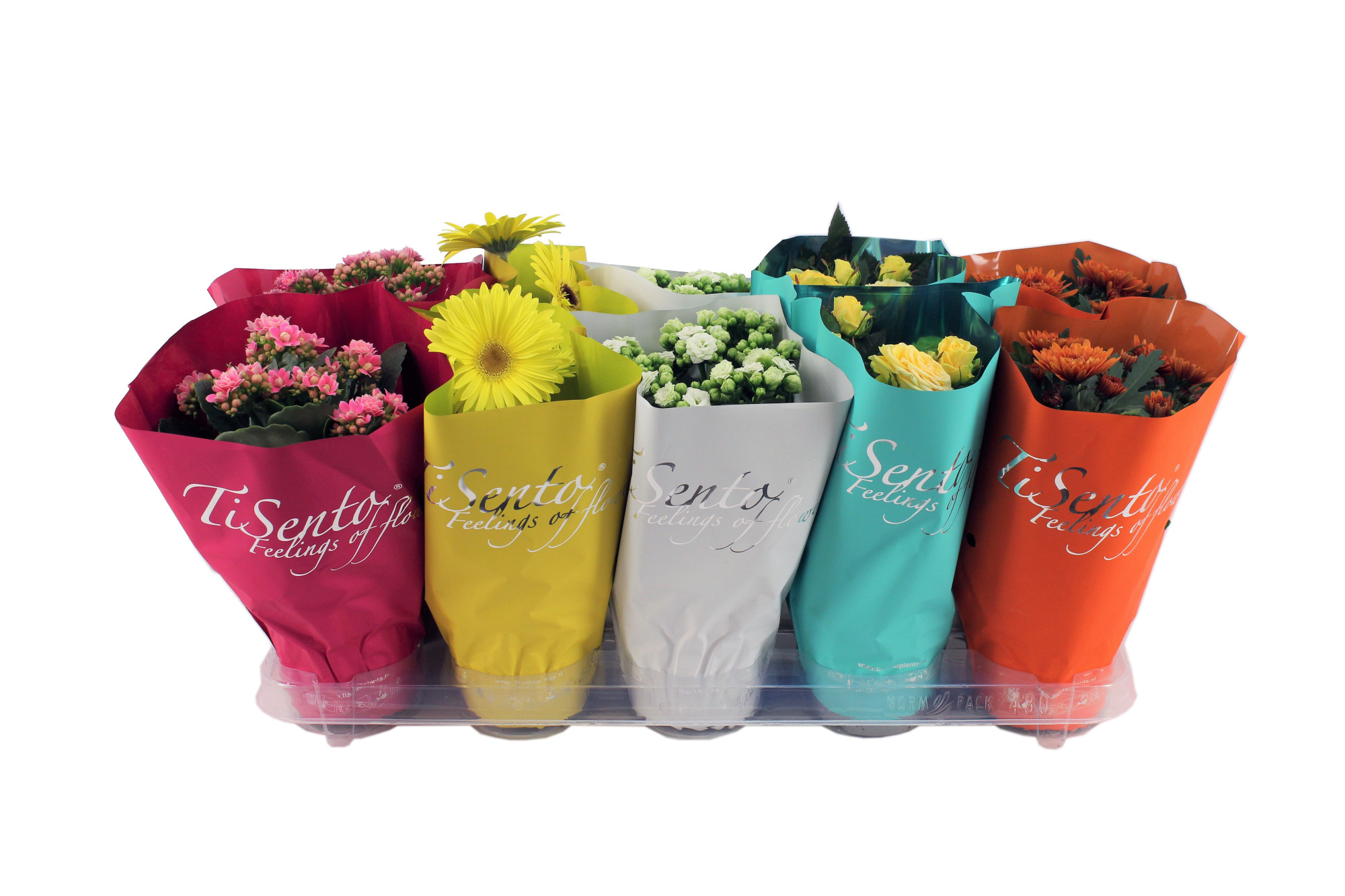 Bloeimix 12 cm | Zomer, D 12