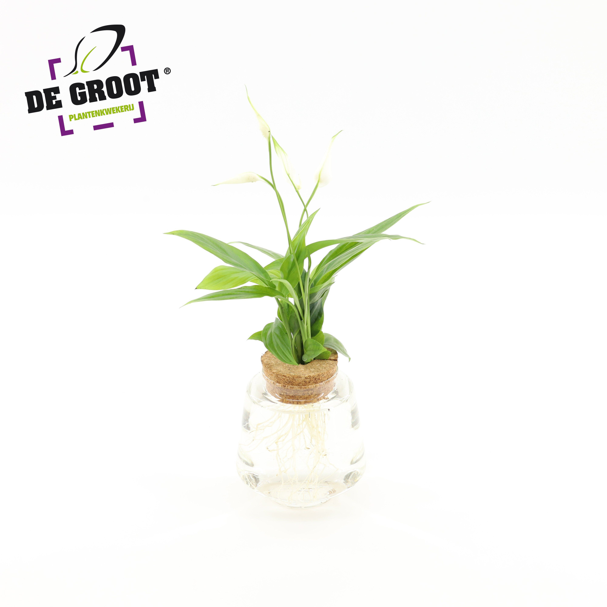 Spathiphyllum in Bolglas + klikkurk - levertijd 24 uur, D 9