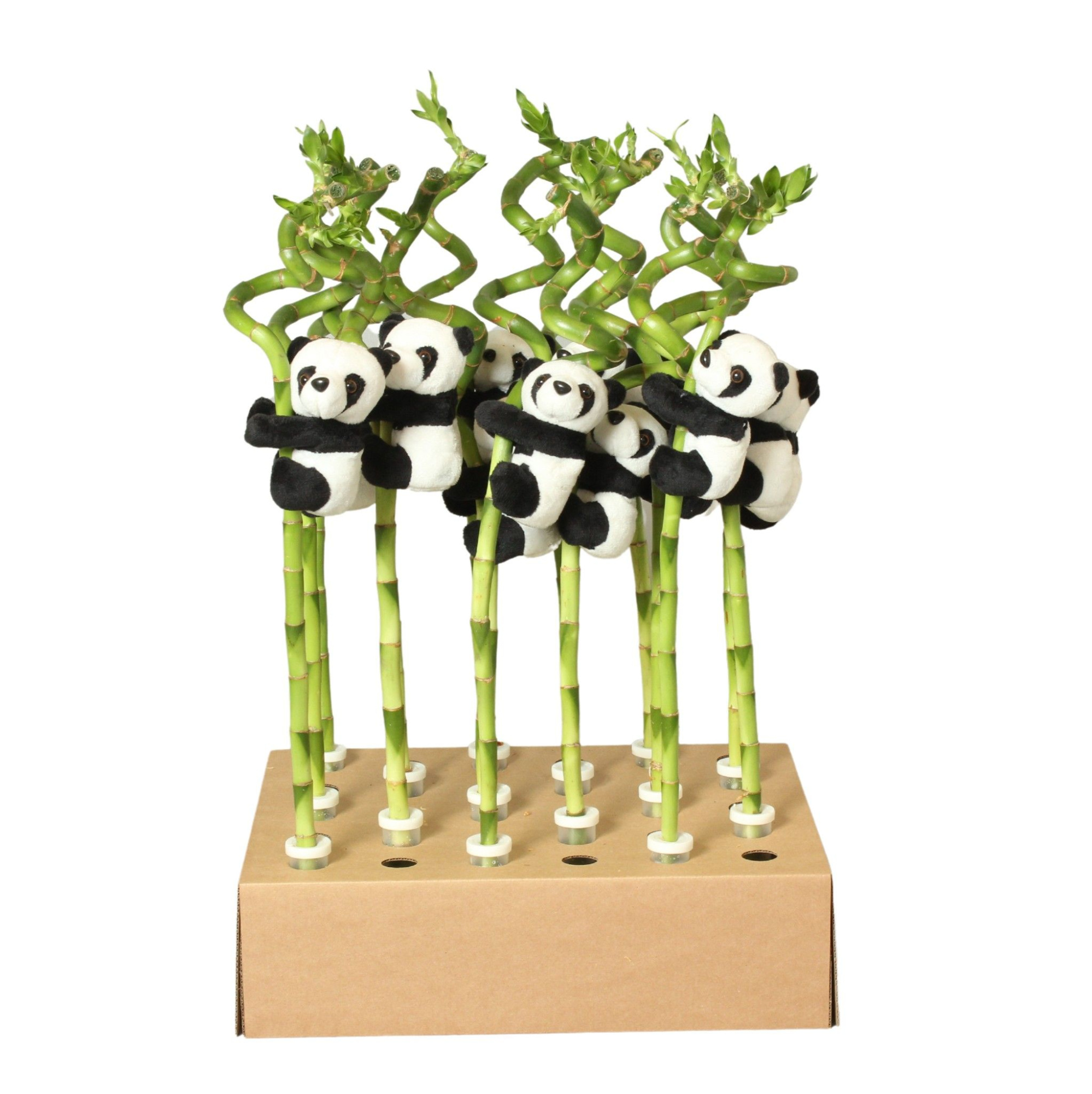 Lucky Bamboo Stem Spiral 50cm in Tube & Karton Tray, D 5 cm
