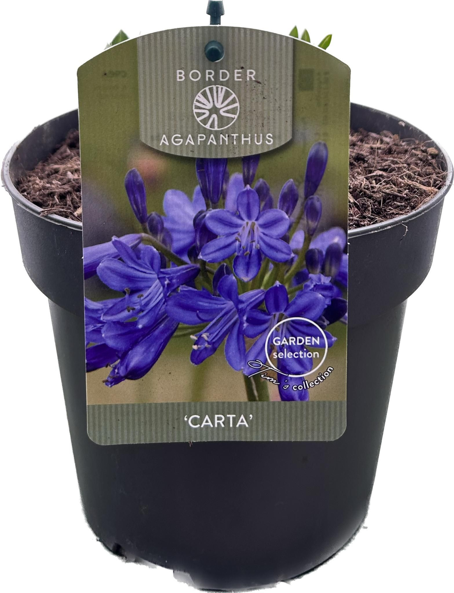Agapanthus 'Carta' P17 GARDEN, D 17