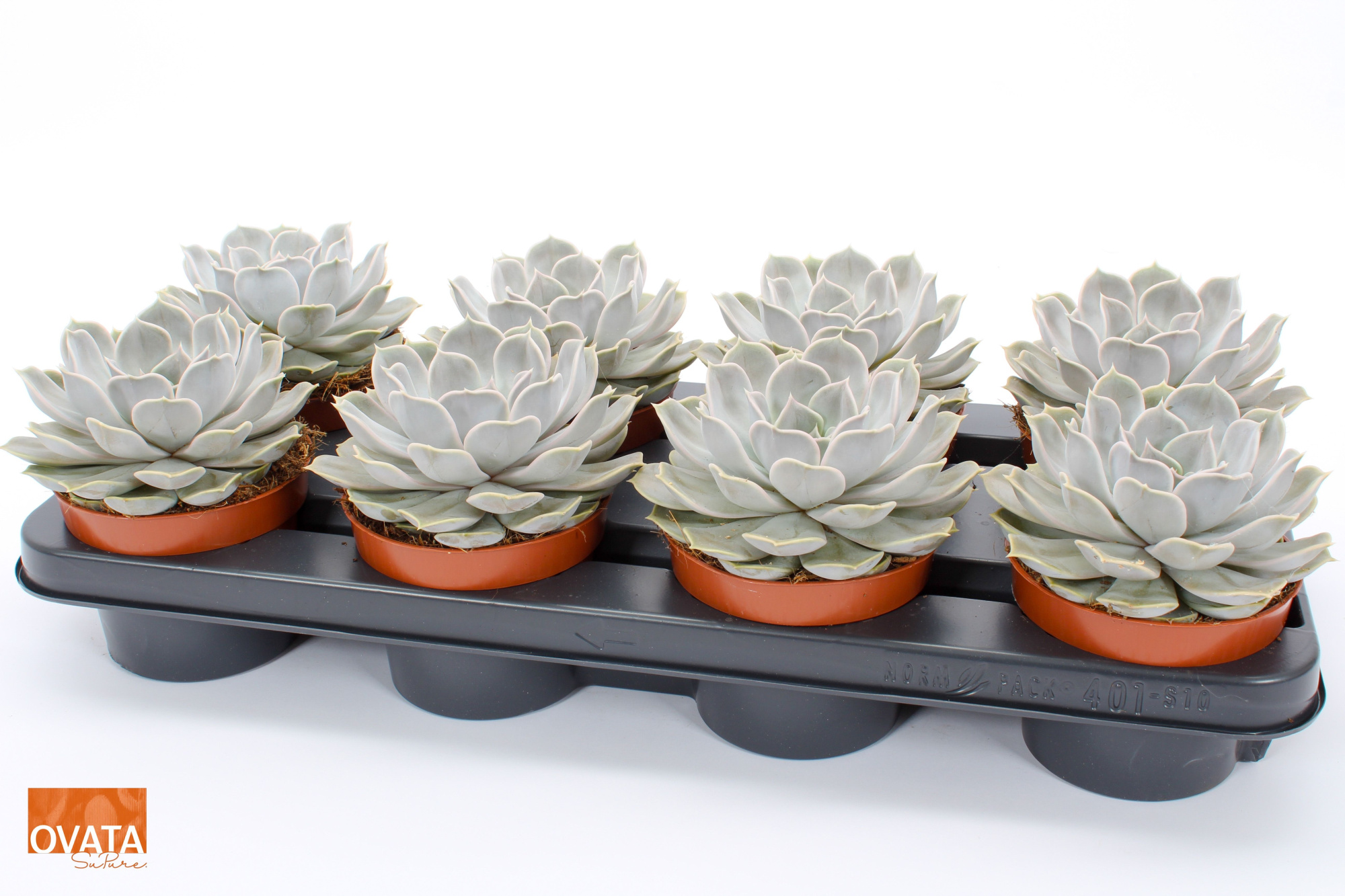 Echeveria silver pearl 12 pearls, D 12 cm