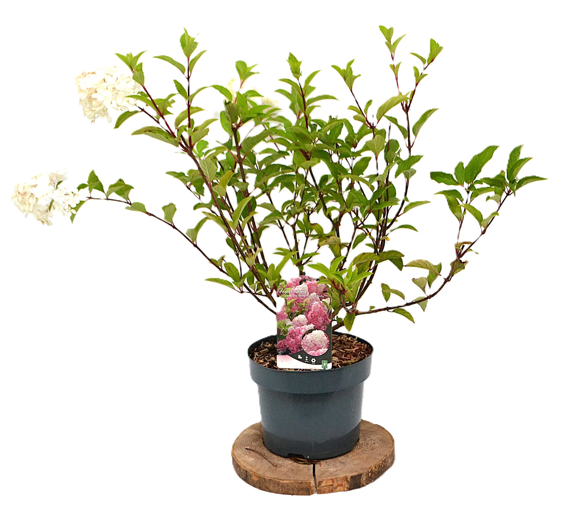 Hydrangea paniculata Vanille-Fraise C5, D 23