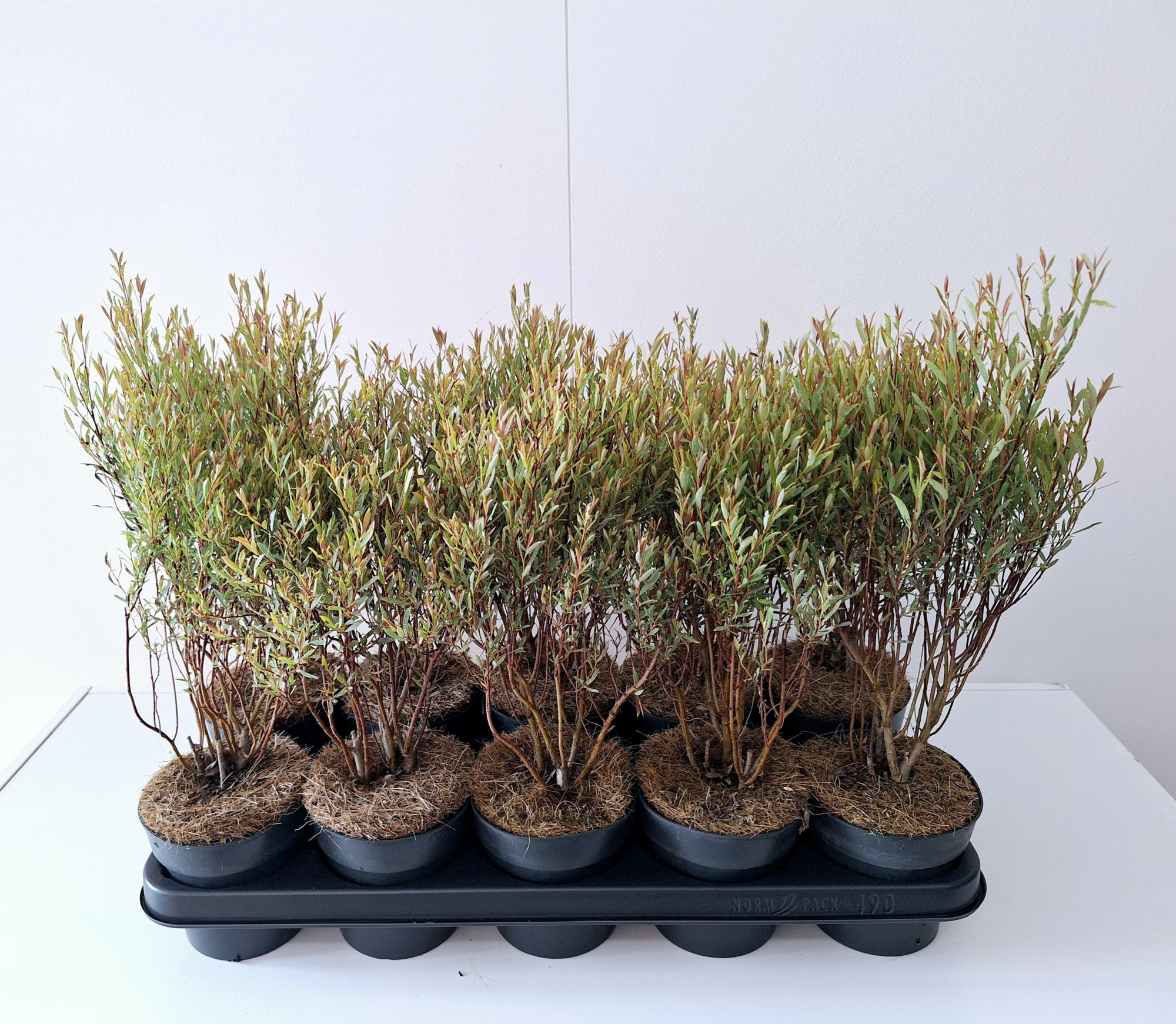 Salix Purpurea Nana bush p12, D 12 cm