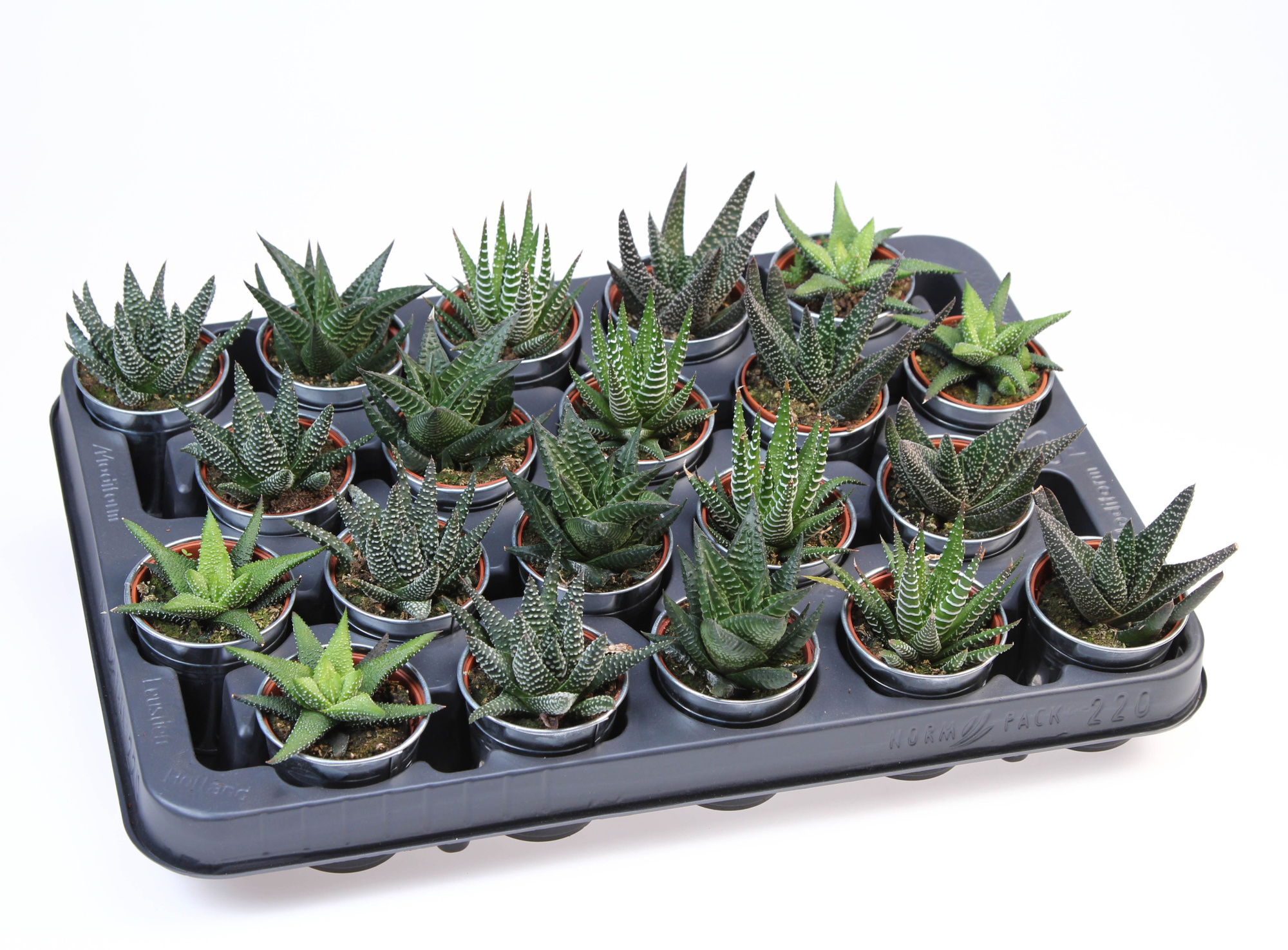 Haworthia mix in Zinkpot, D 5,5