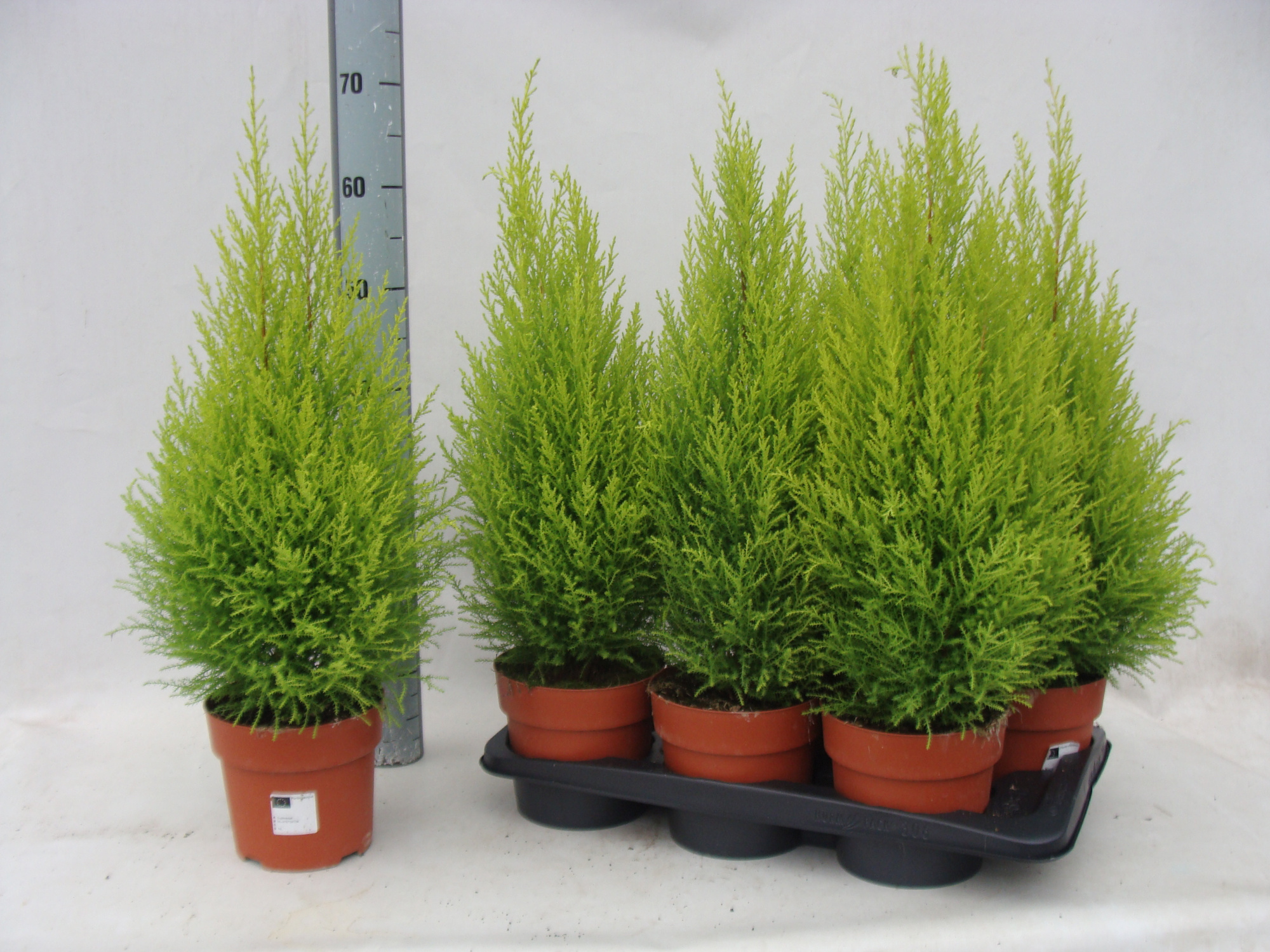 Goldcrest Wilma 17 cm 70 cm hoog, D 17 cm