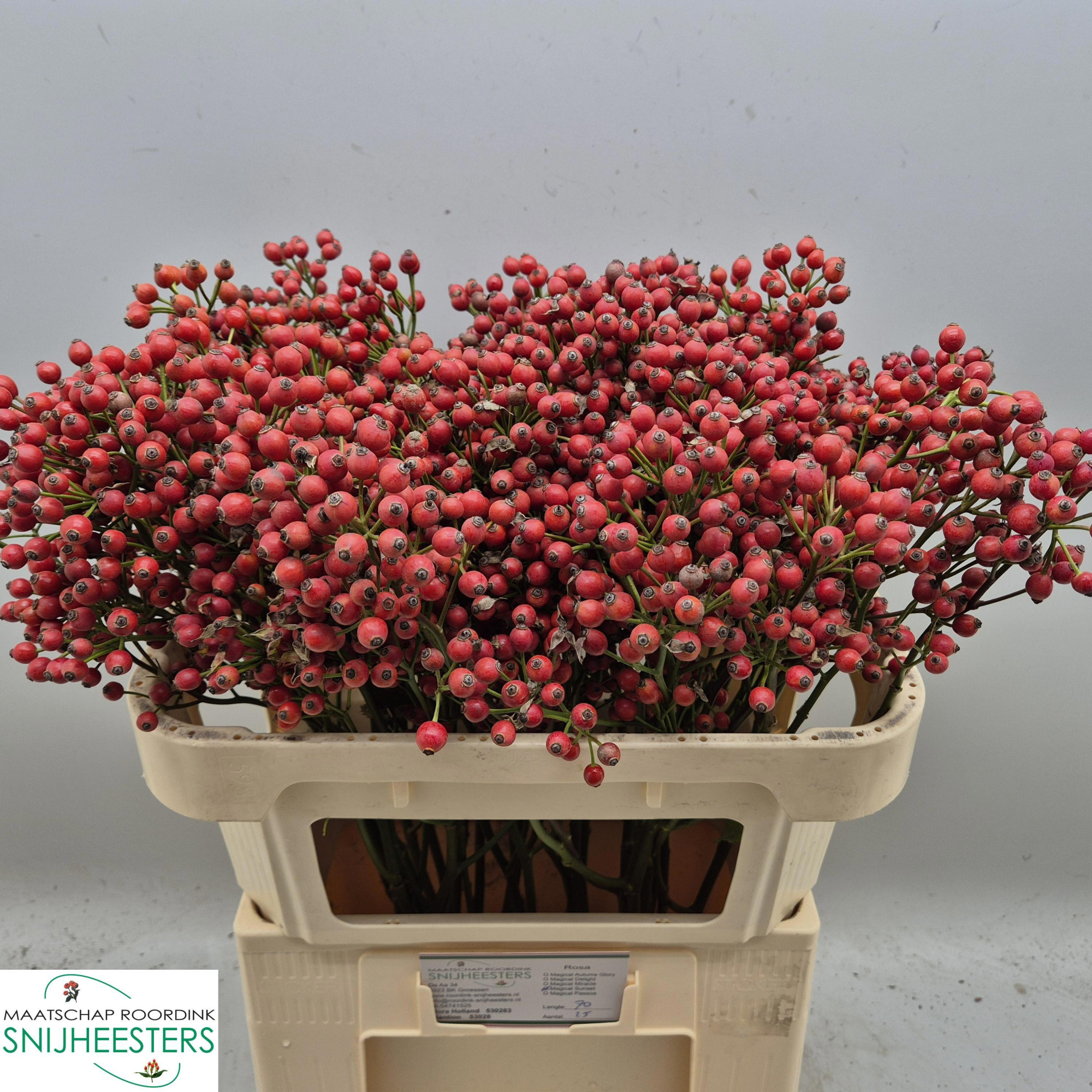 Рузботель Мэджикал Сансет 70, шт.