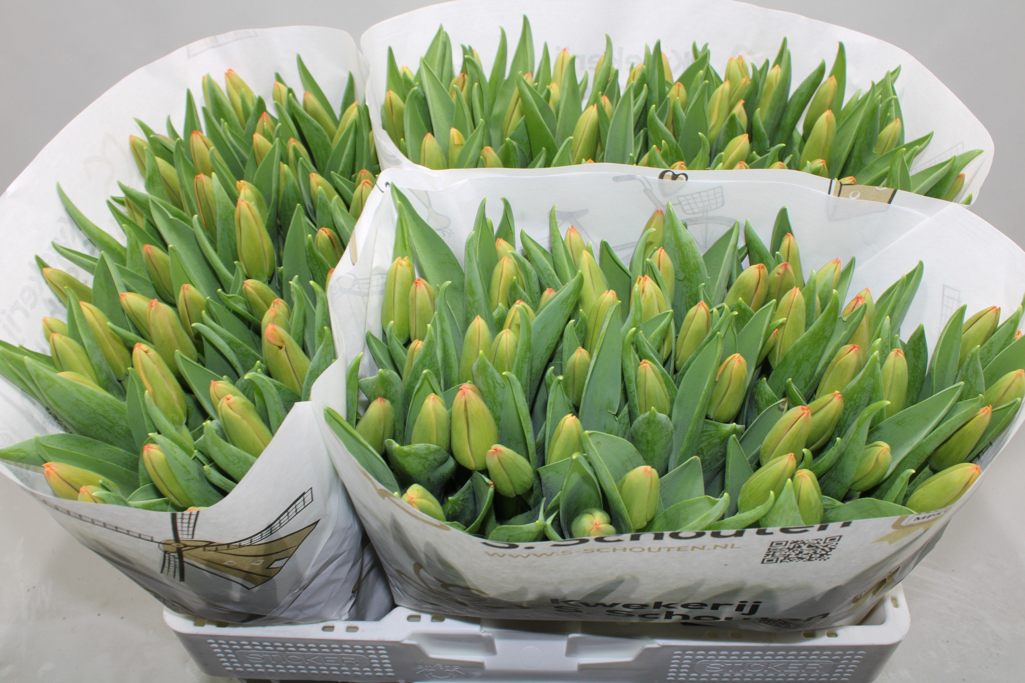 Тюльпан од. Оранж Джус (оранж.), шт.