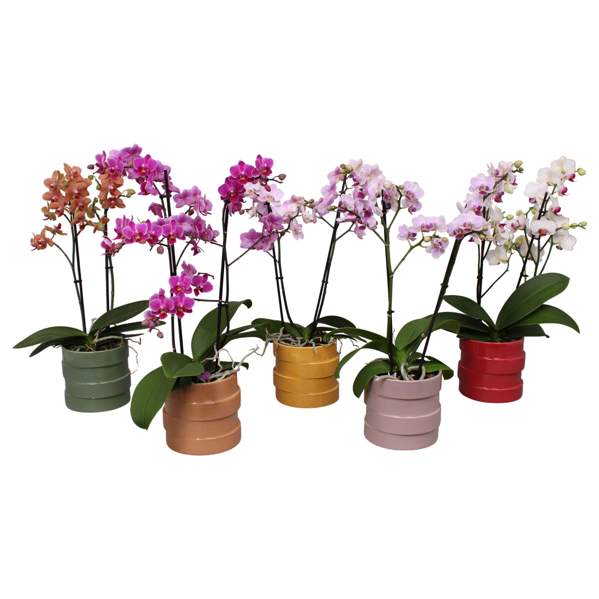 Phal. Multiflora 2-tak mix in keramiek BGC011, D 12 cm