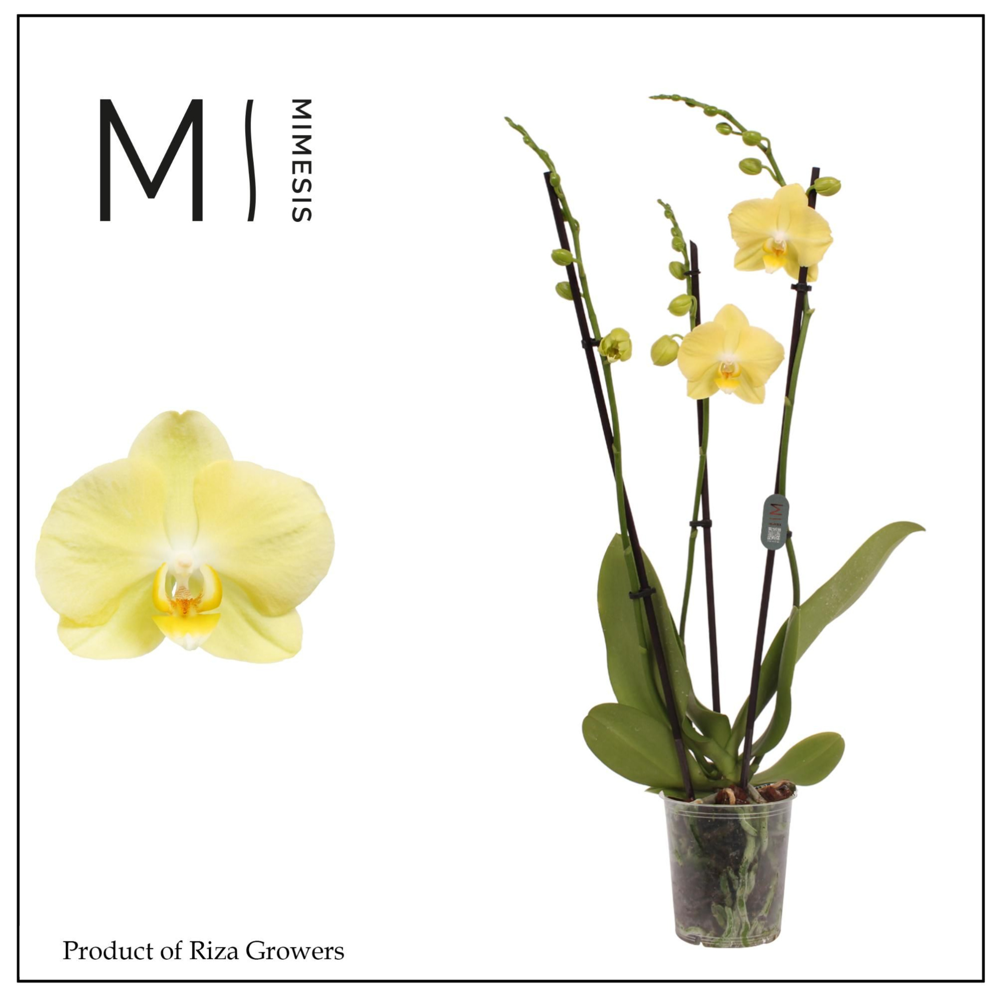 Phalaenopsis Mirage 2 spike - 12cm | Mimesis, D 12 cm