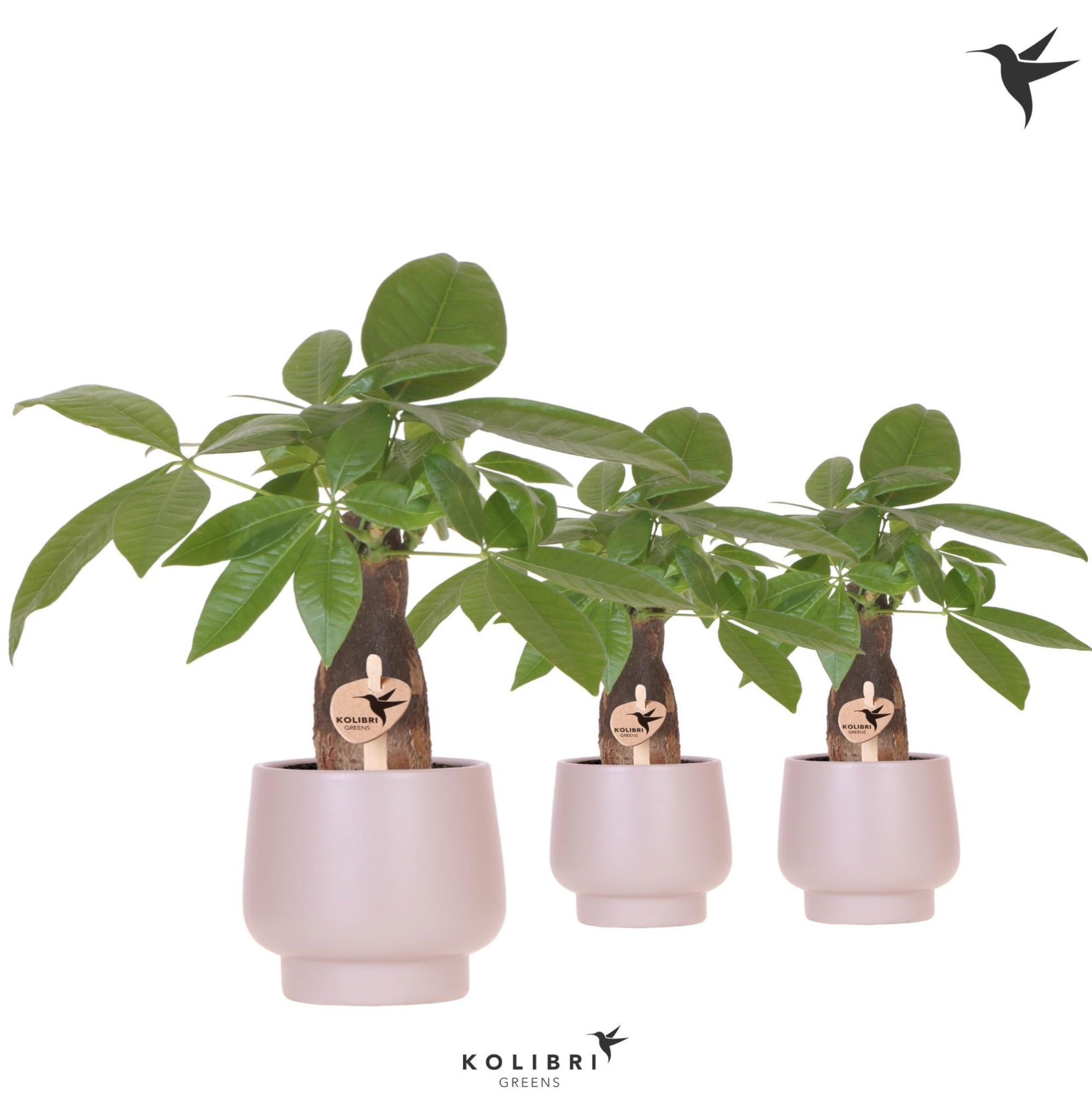 Kolibri Greens Pachira in Scandic pot taupe, D 9 cm
