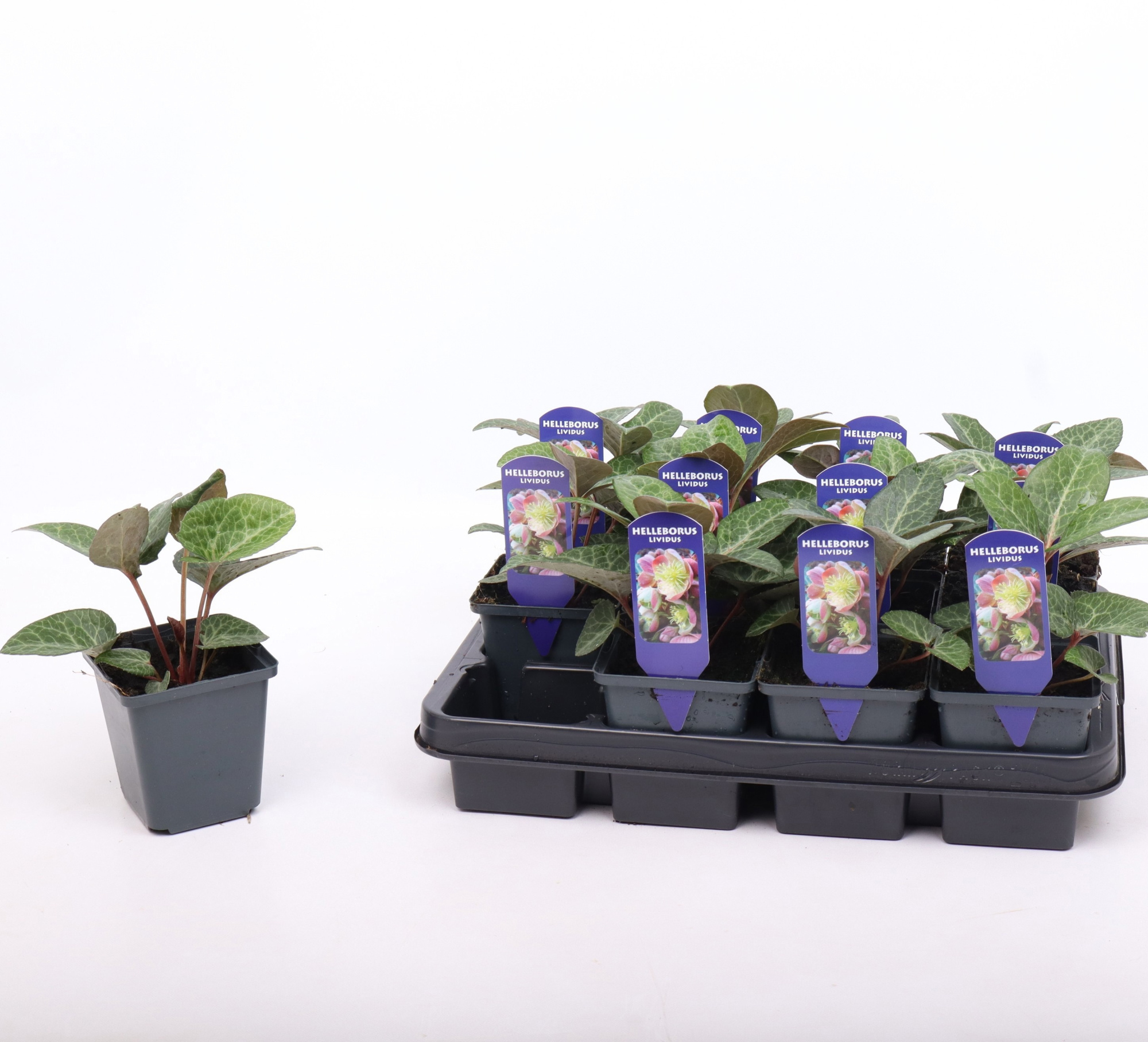 Helleborus lividus Pink 9 cm, D 9 cm