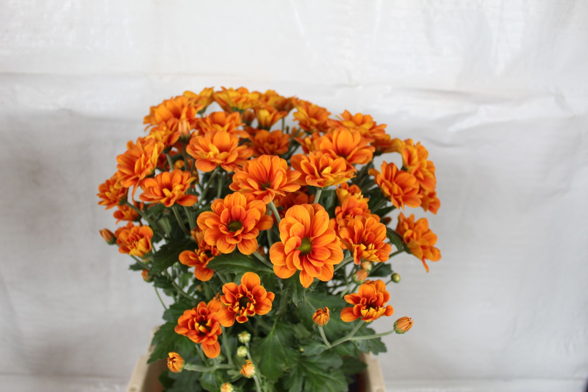 Хризантема куст. Манагуа Оранж 70, шт.