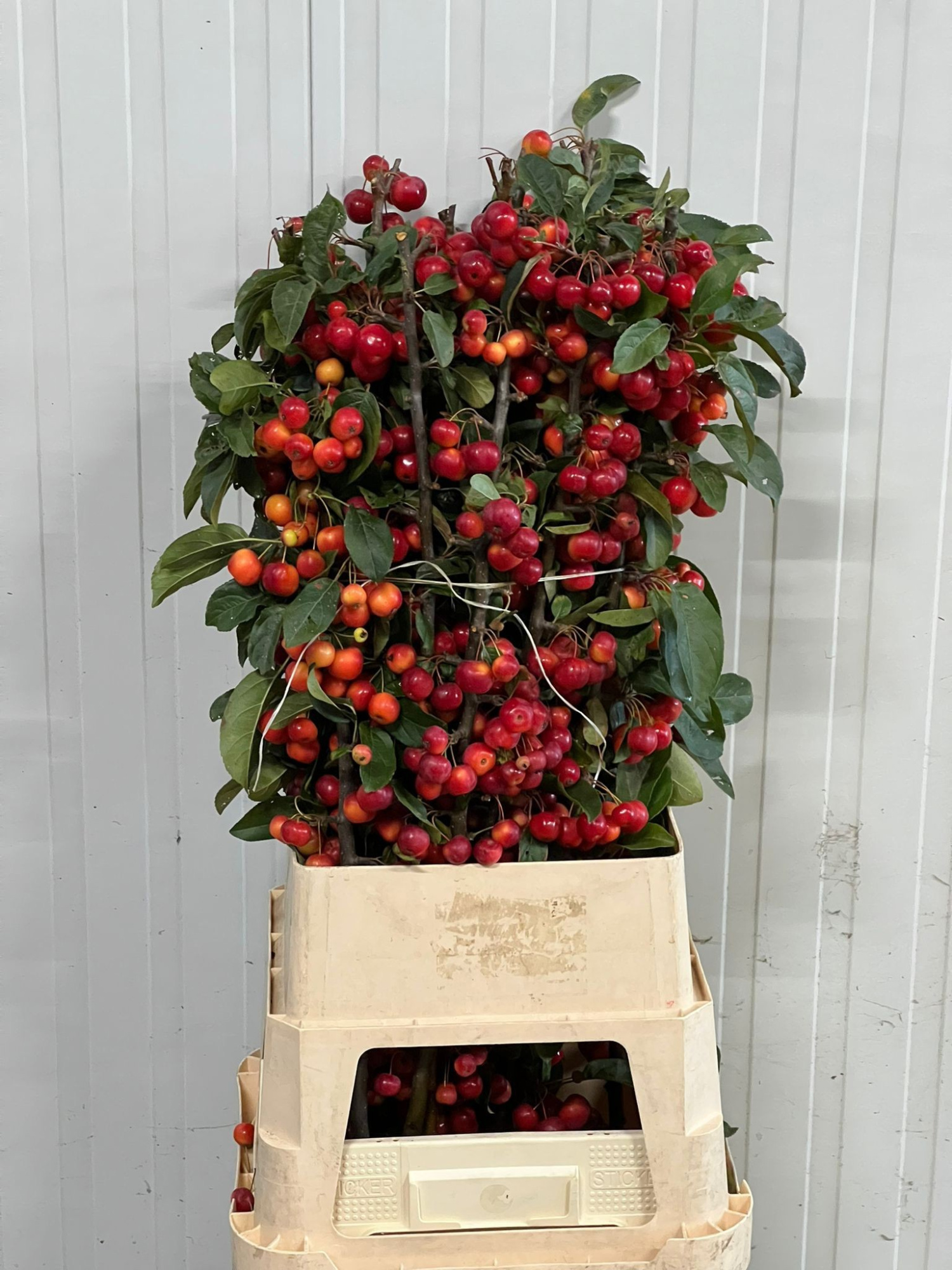 Малюс Рэд Сентинел 100, шт.