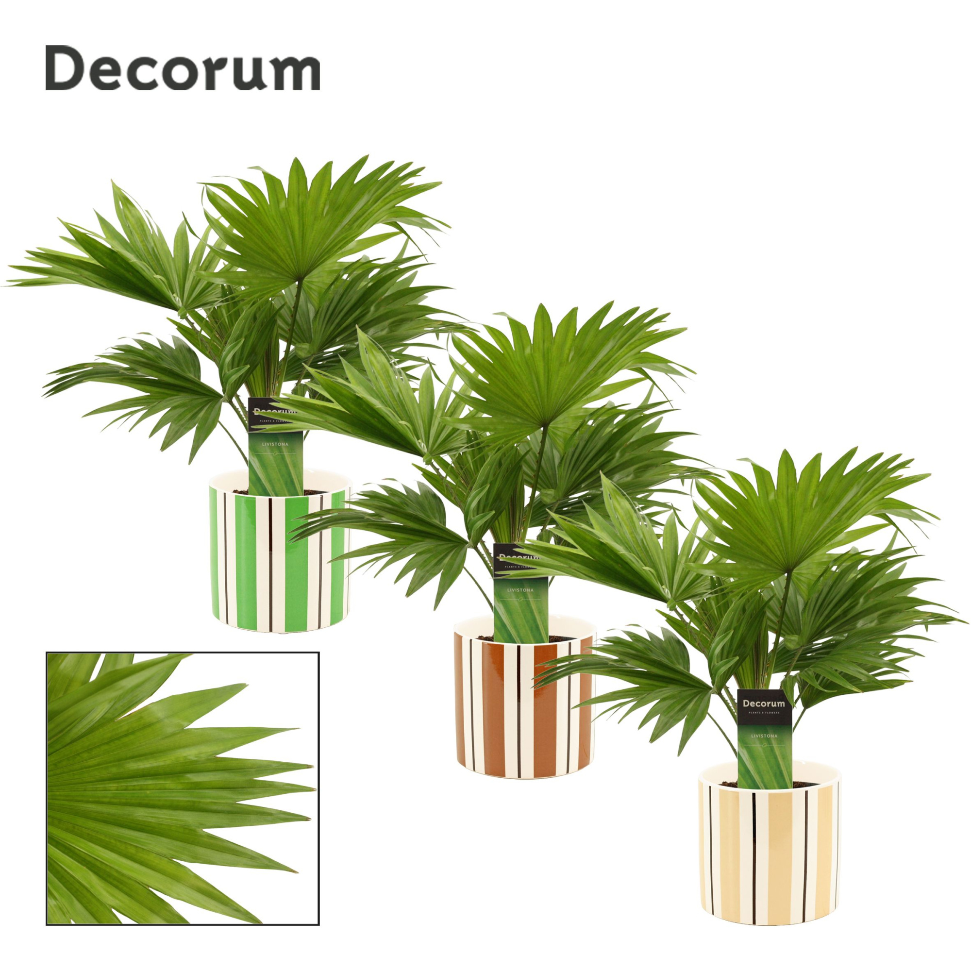 Livistona Rotundifolia 12 cm in Beau (Natural bubble-collection), D 12