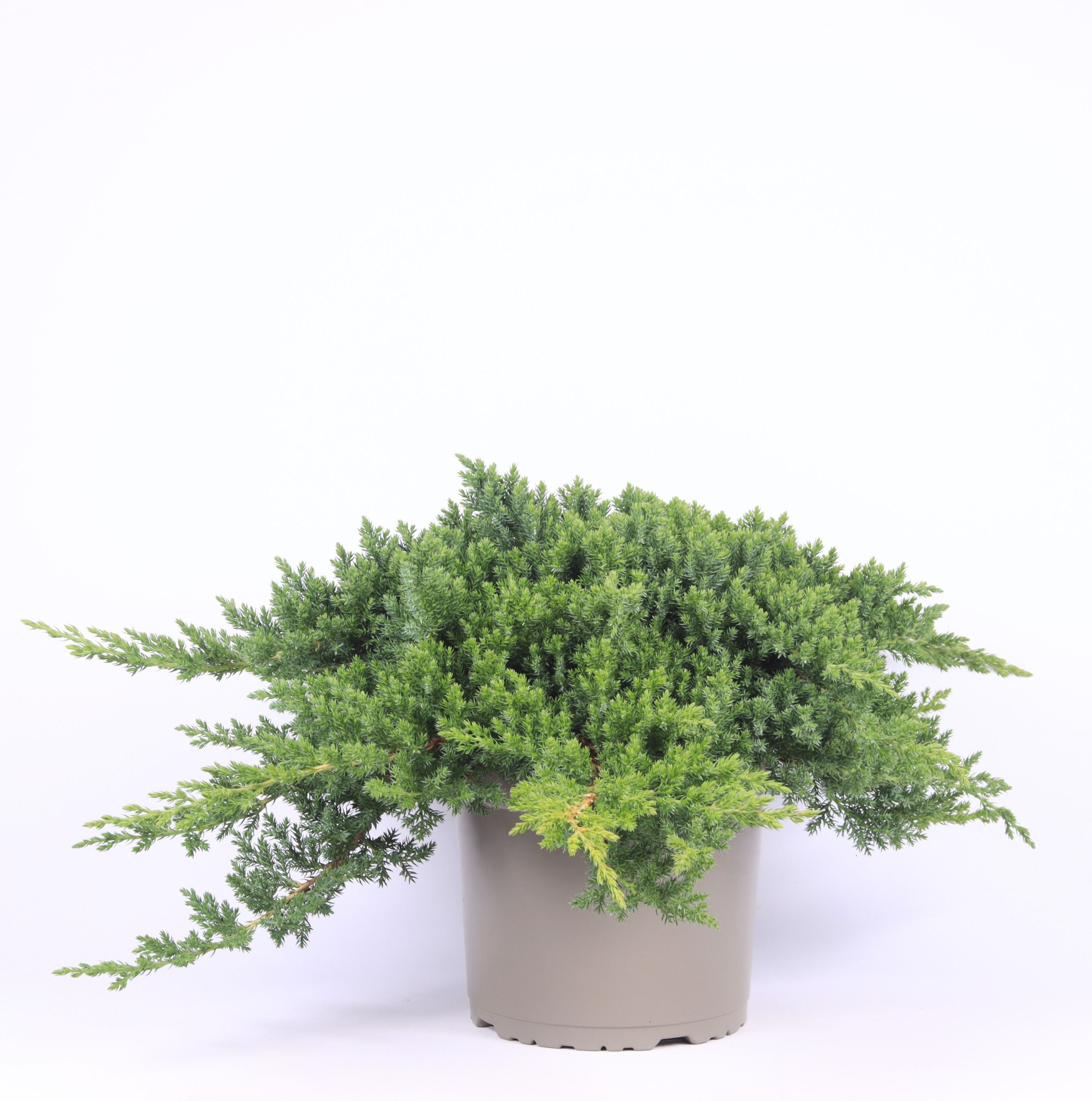 Juniperus procumbens 'Nana', D 23 cm