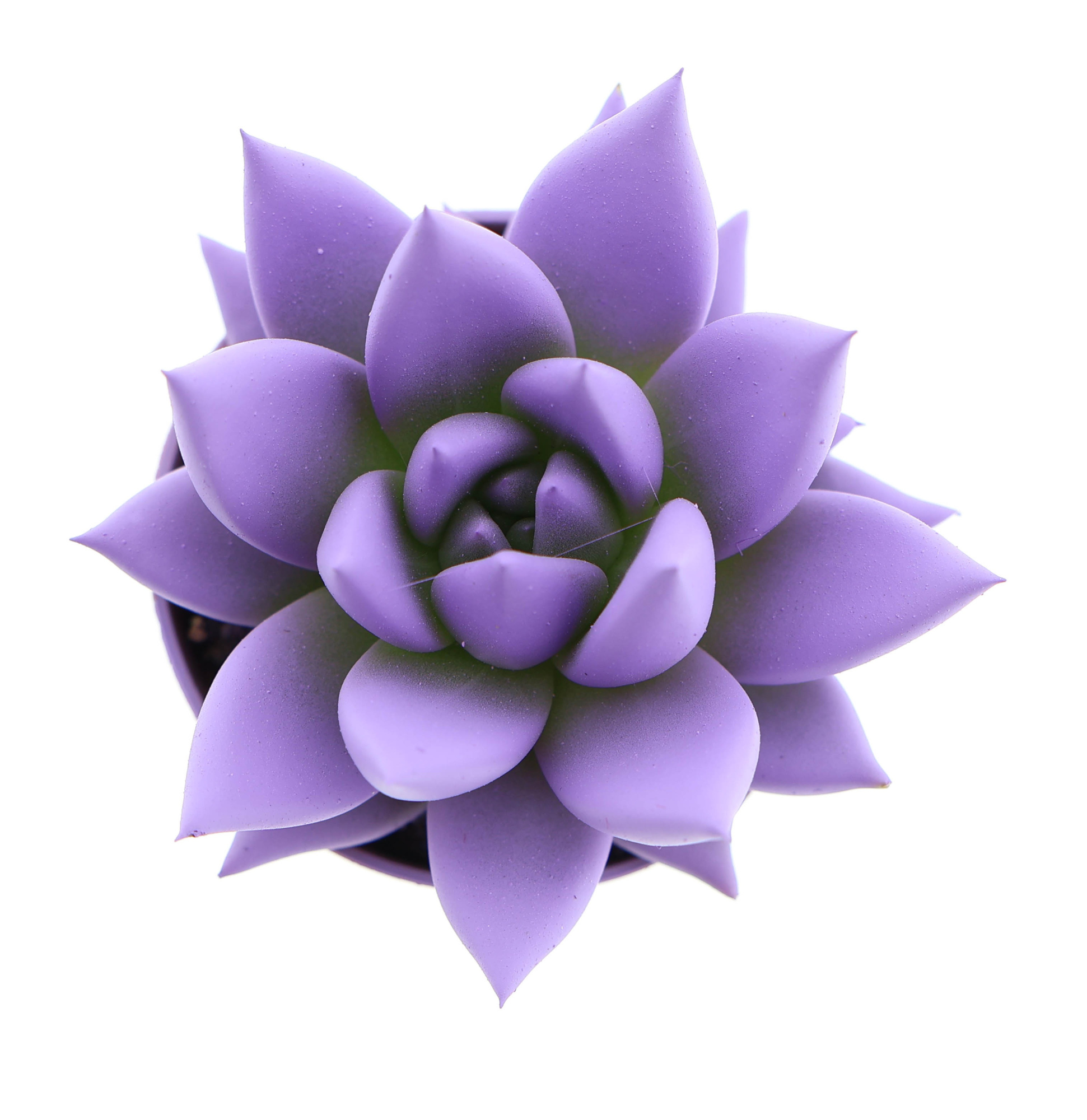 Rainbow purple, D 5,5 cm