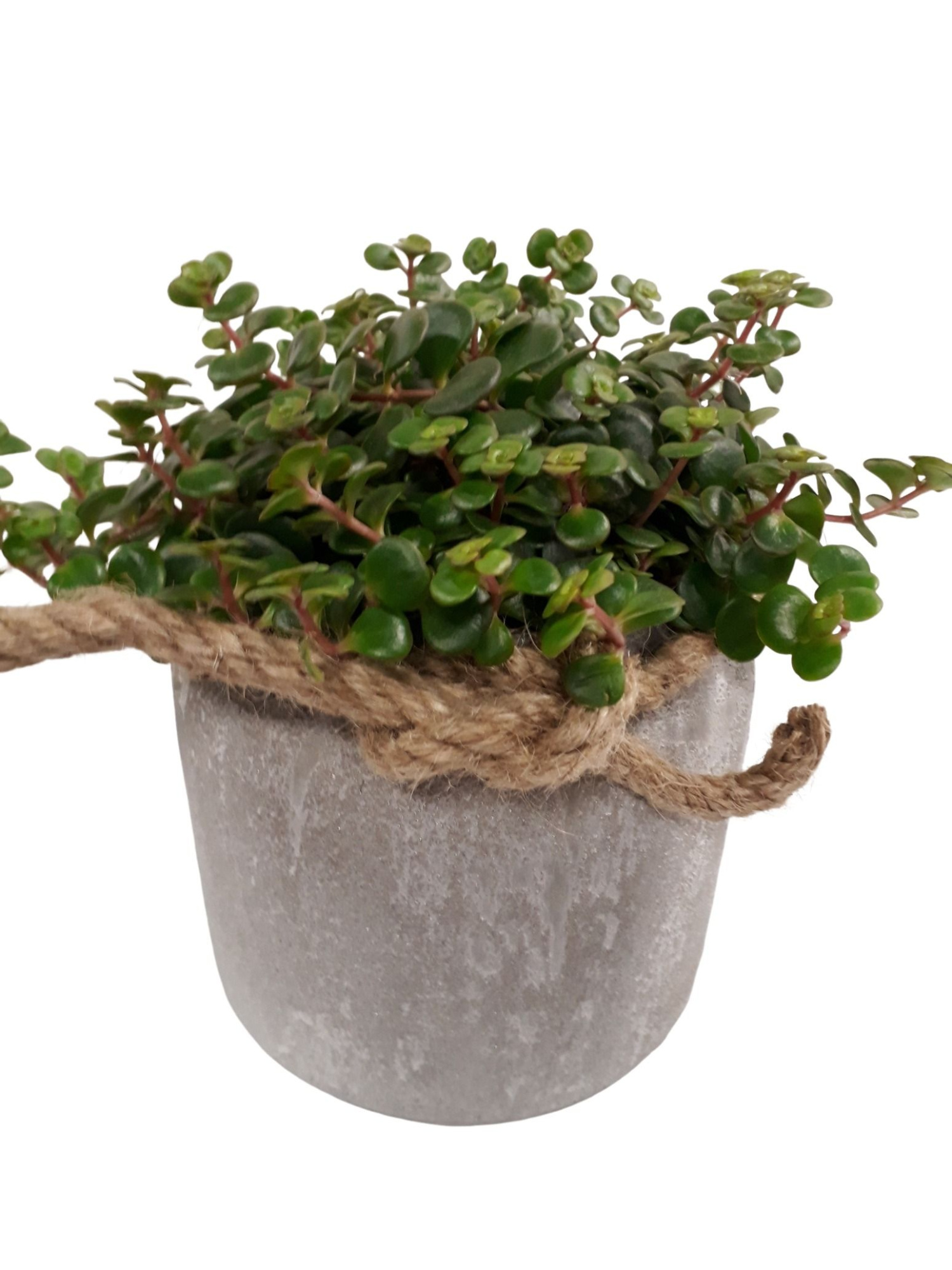 RGP16TOR Dark Grey Pot Sedum Tornado, D 16 cm