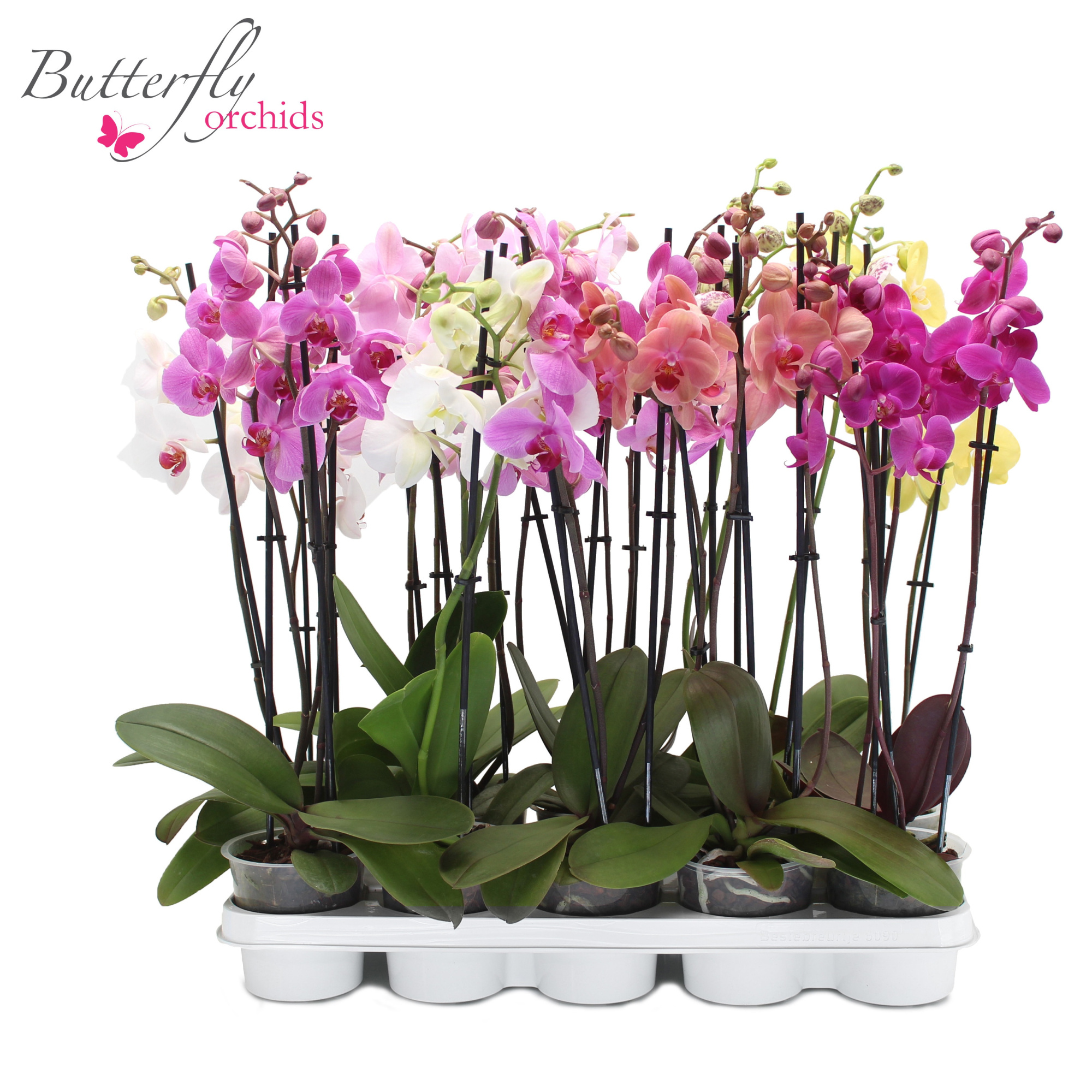 Phalaenopsis 3-tak 15+ 50-60 cm, D 12