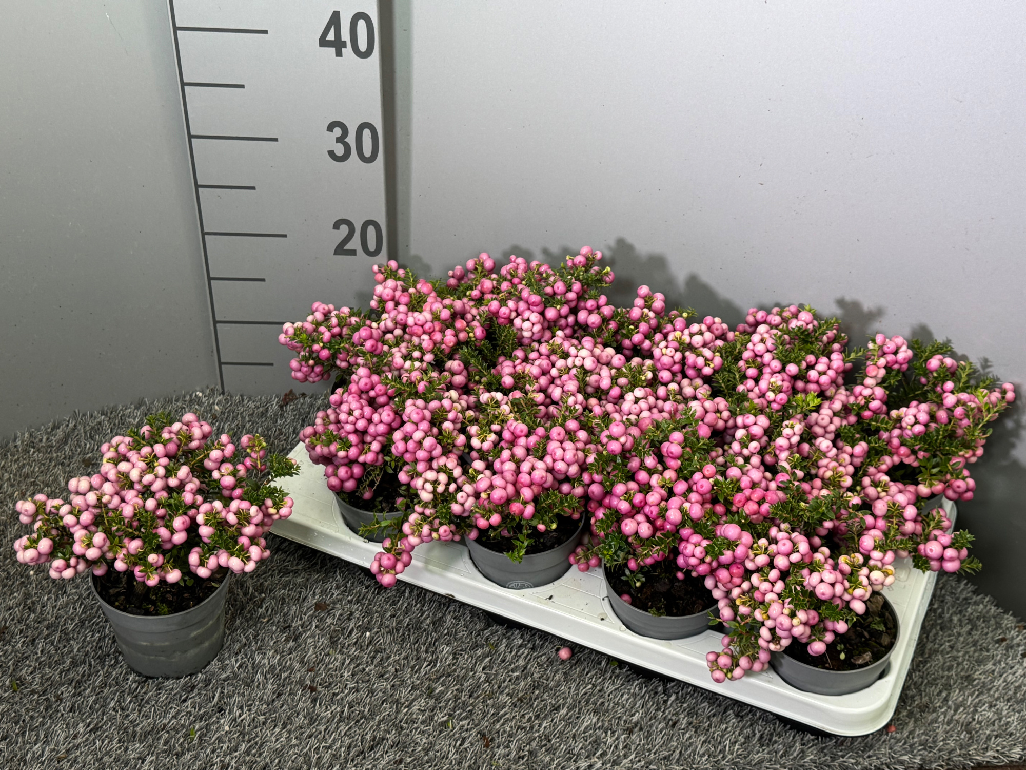 Pernettya rose, D 10,5 cm