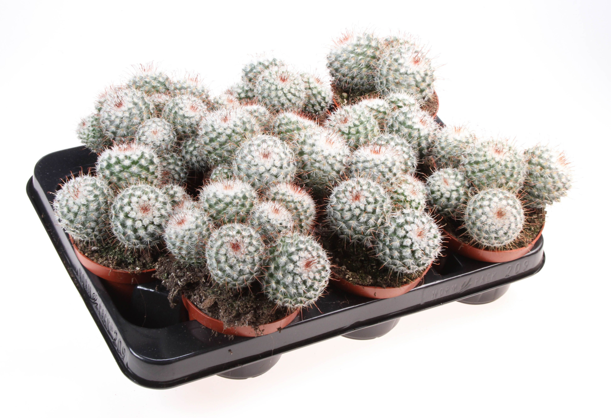 Mammillaria bombycina, D 10,5 cm