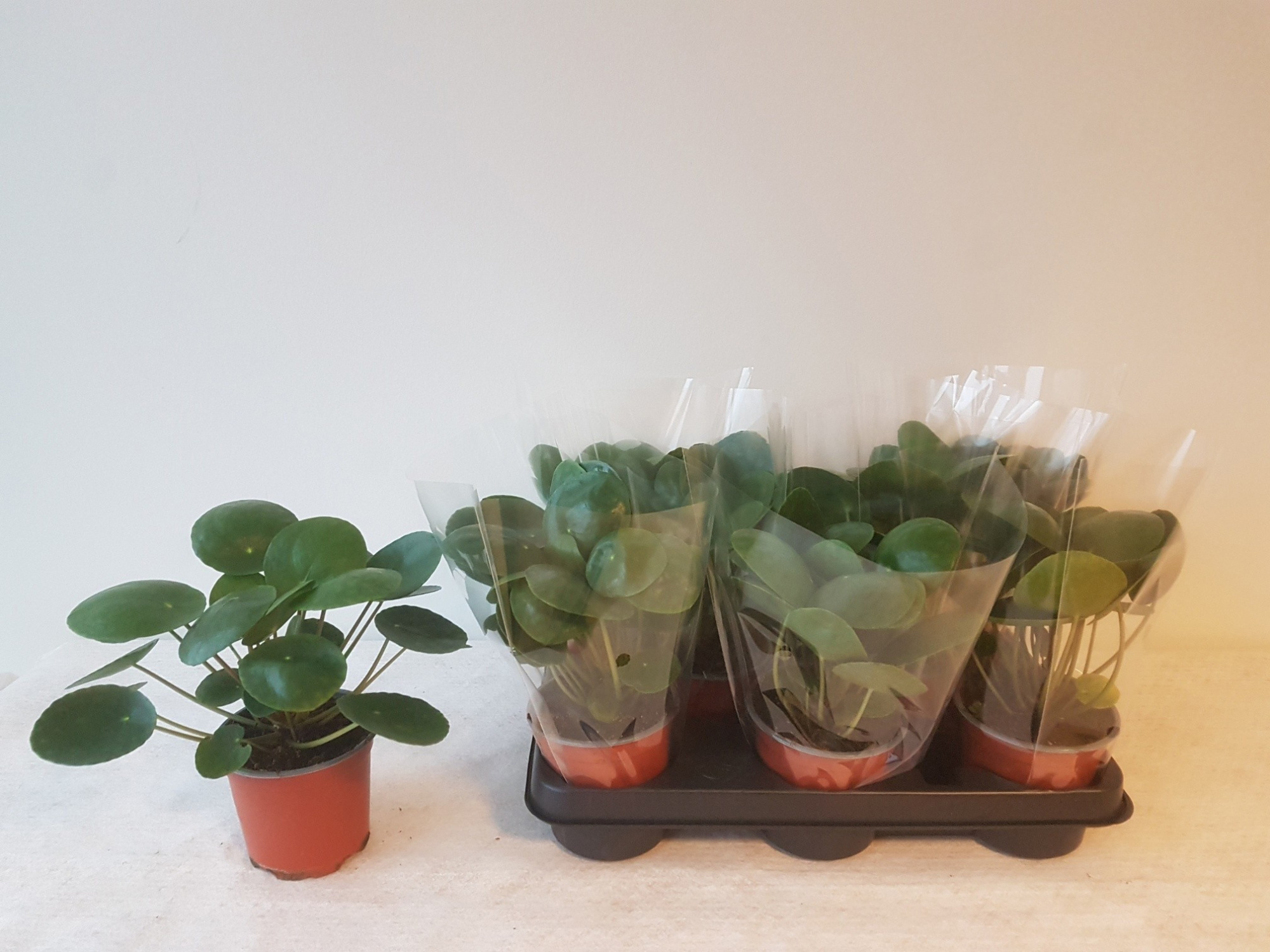 PILEA PEPEROMIOIDES, D 11