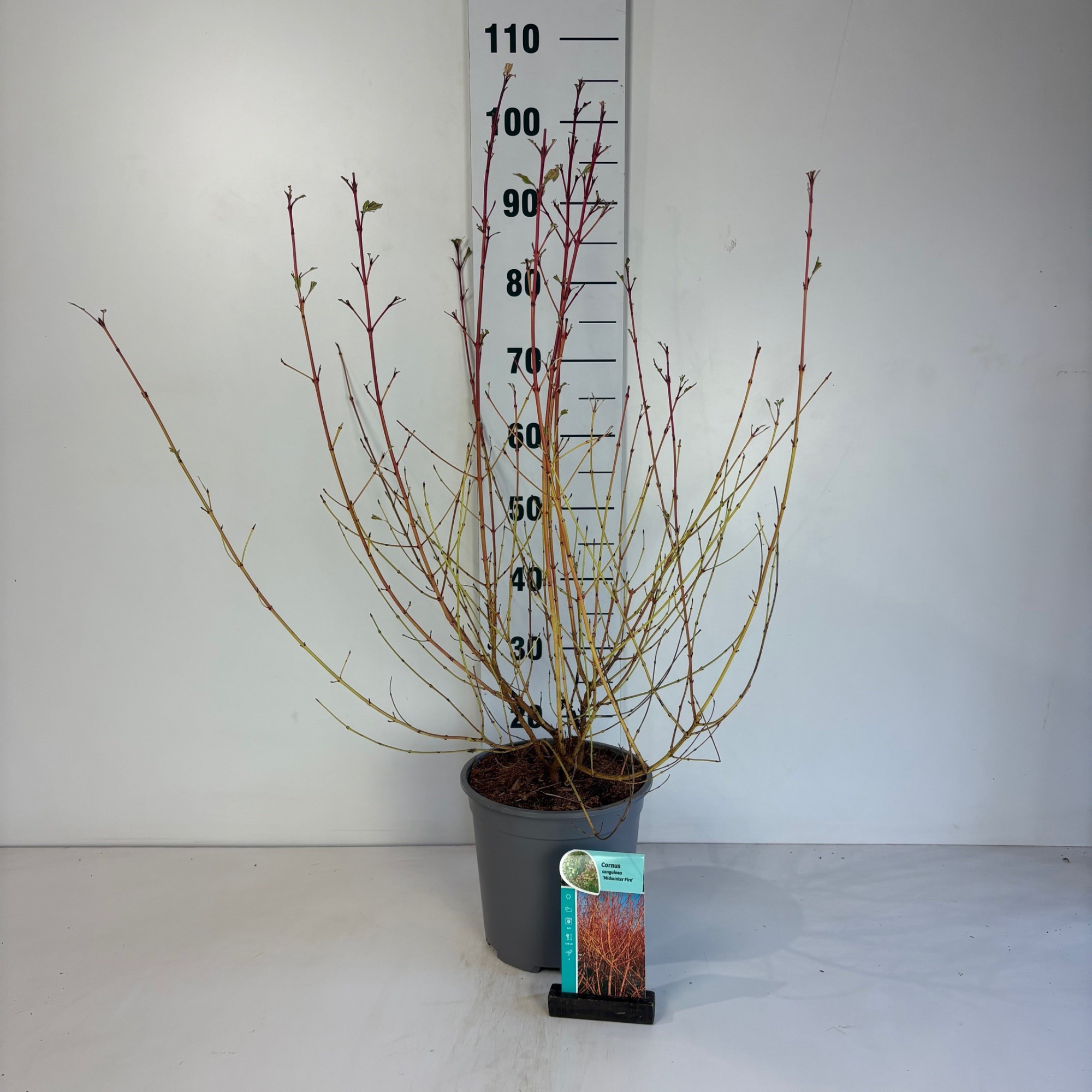 Cornus sanguinea Midwinter Fire, D 24