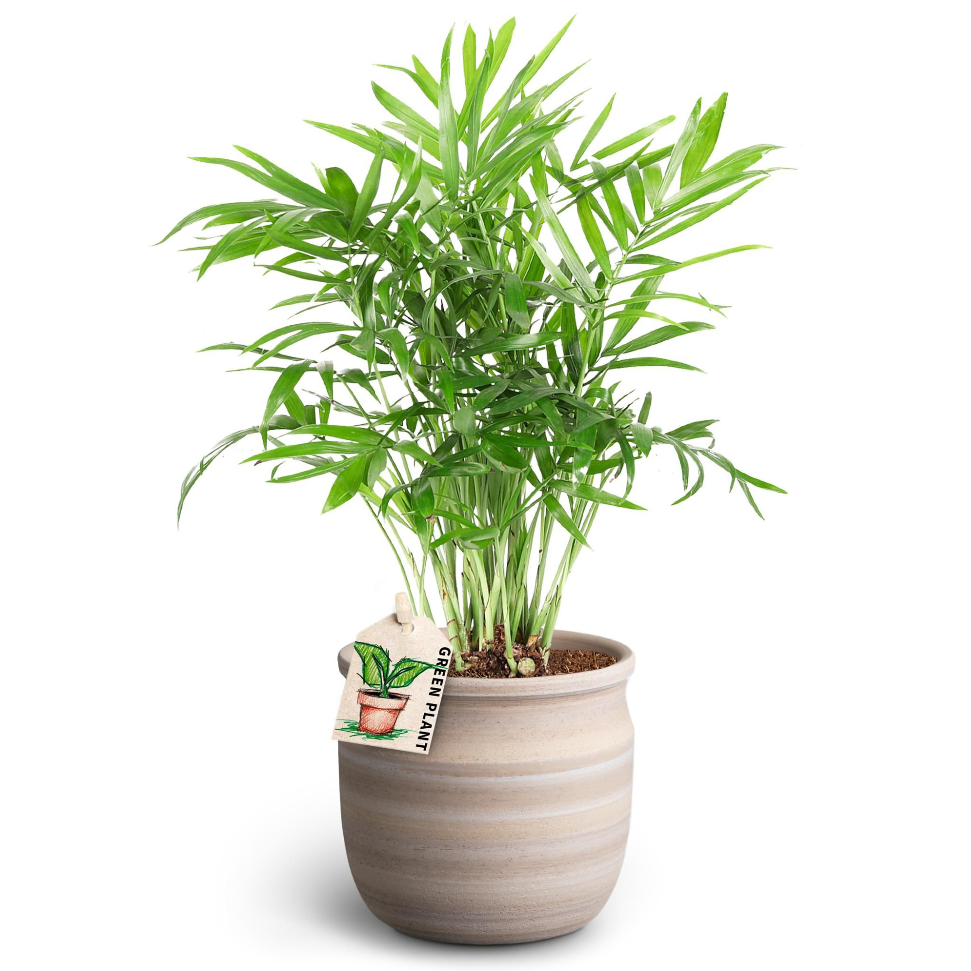 Maceta Sand, Chamaedorea, D 10 cm