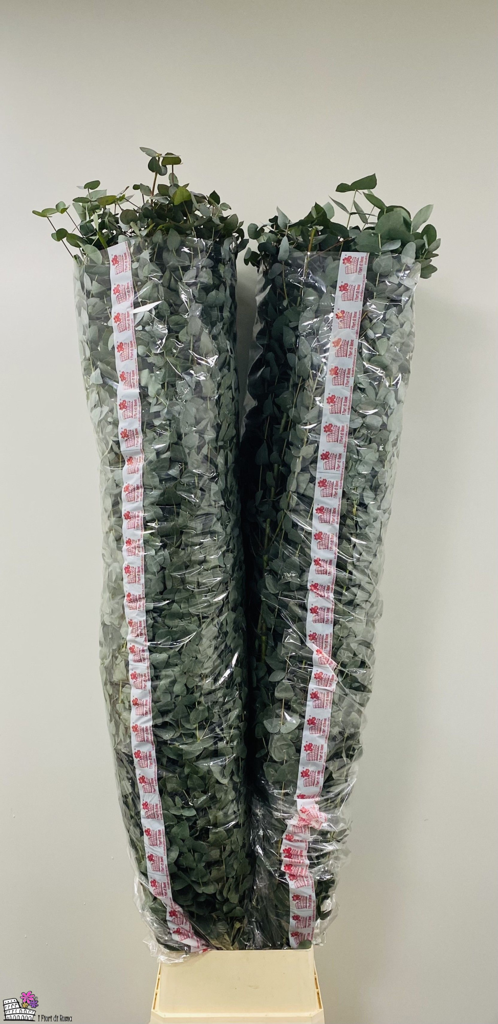 Эвкалипт Цинерея 200, шт.