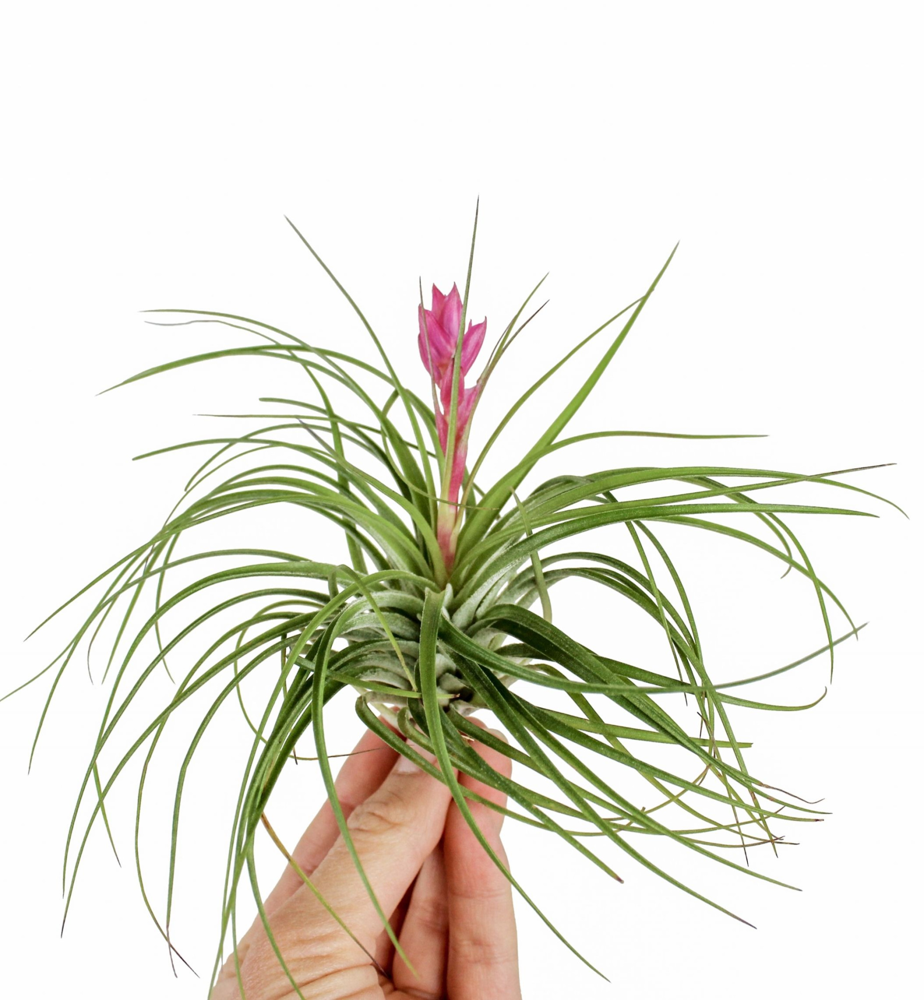 tillandsia stricta met bloem, D 10