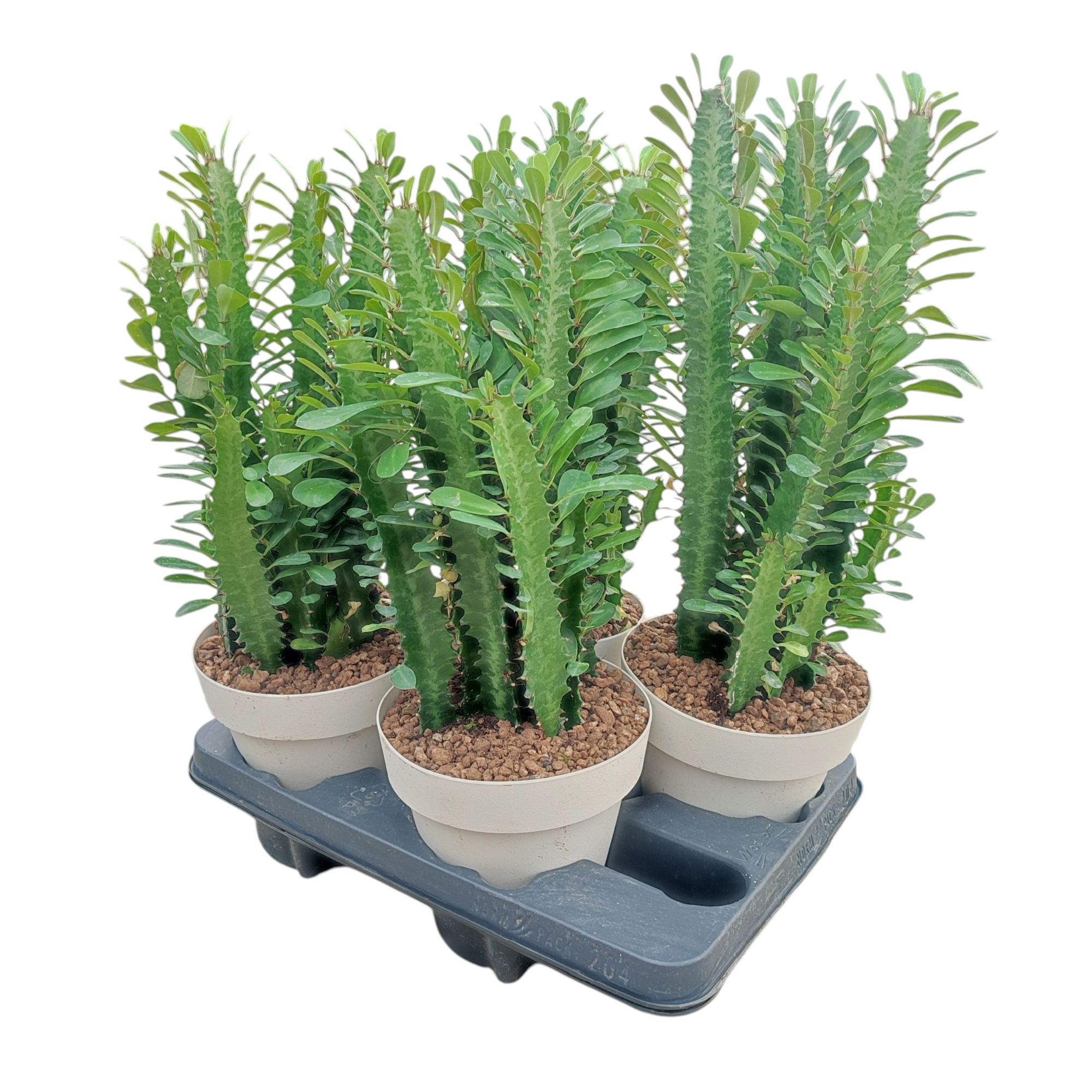 EUPHORBIA TRIGONA Ø 16 - TRAY 4 PCS (SUCCULENTEN), D 16