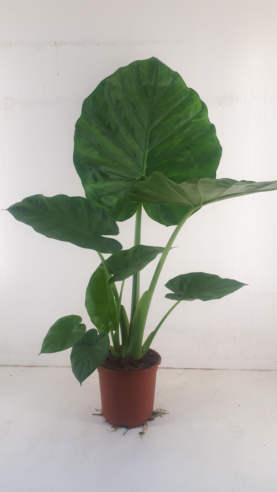 Alocasia macrorrhiza, D 19
