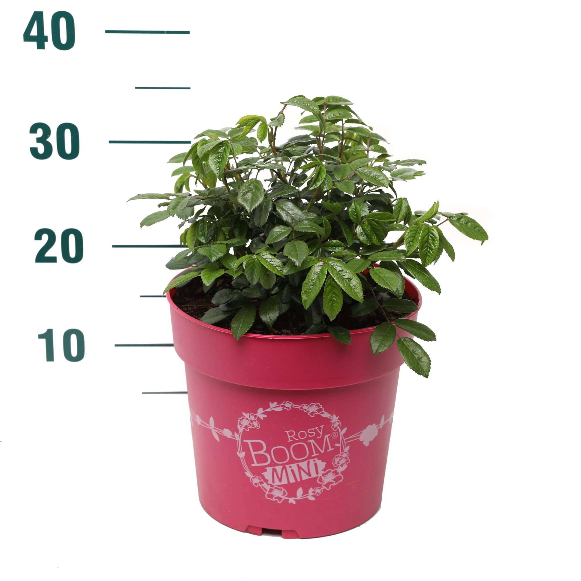 Rosa 'Rosy Boom Mini' - Struik - C6, D 24 cm