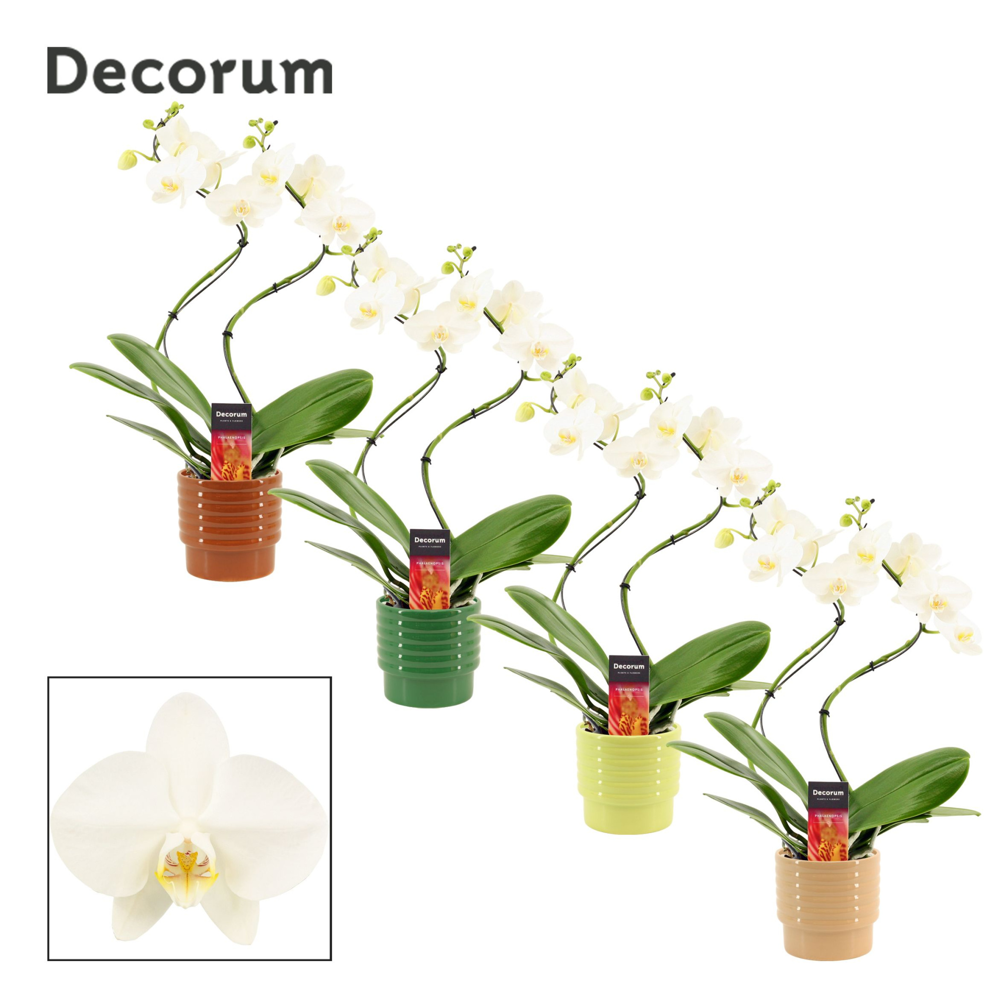 Phalaenopsis hurricane wit in Naemi (Natural bubble-collection), D 12 cm