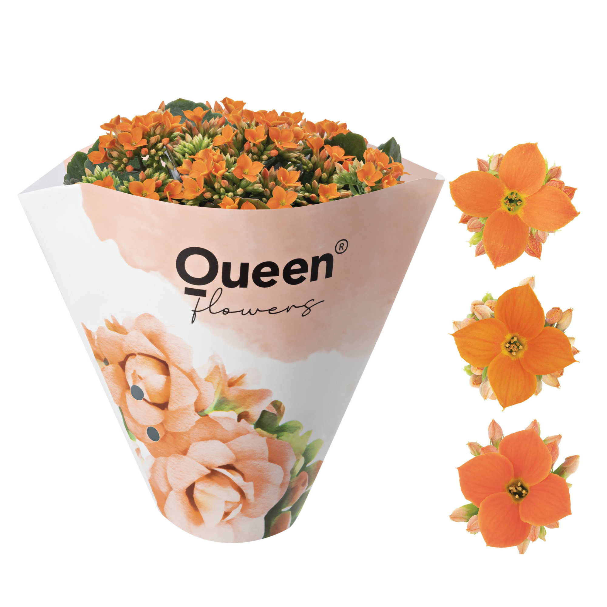 KALANCHOE ARTS-HYBRID 'ORANGE ORIGINAL', D 11 cm