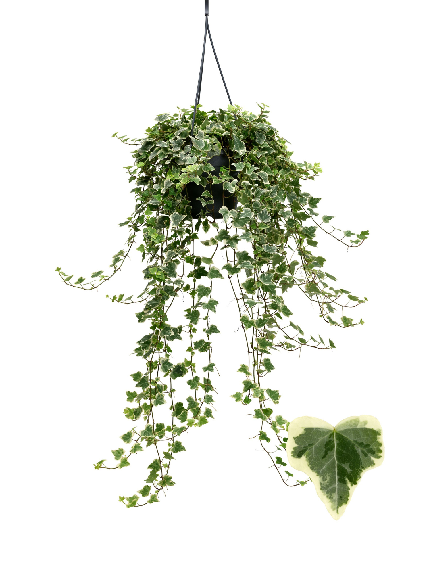 White Wonder 19cm, D 19 cm