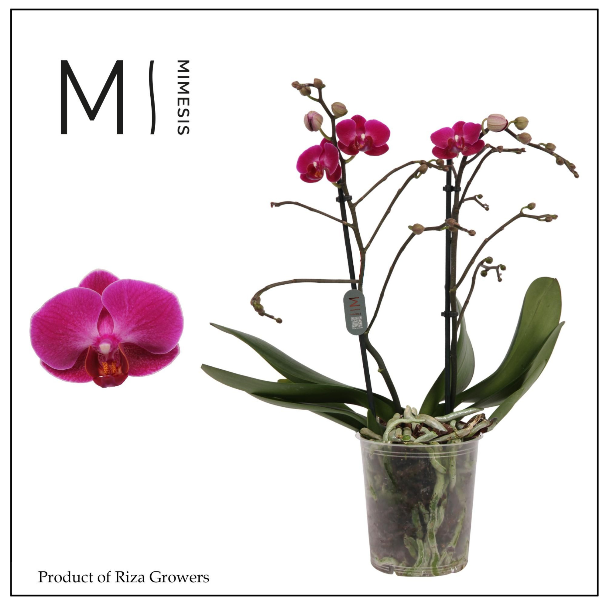Phalaenopsis Morelia 2 spike - 12cm | Mimesis, D 12 cm