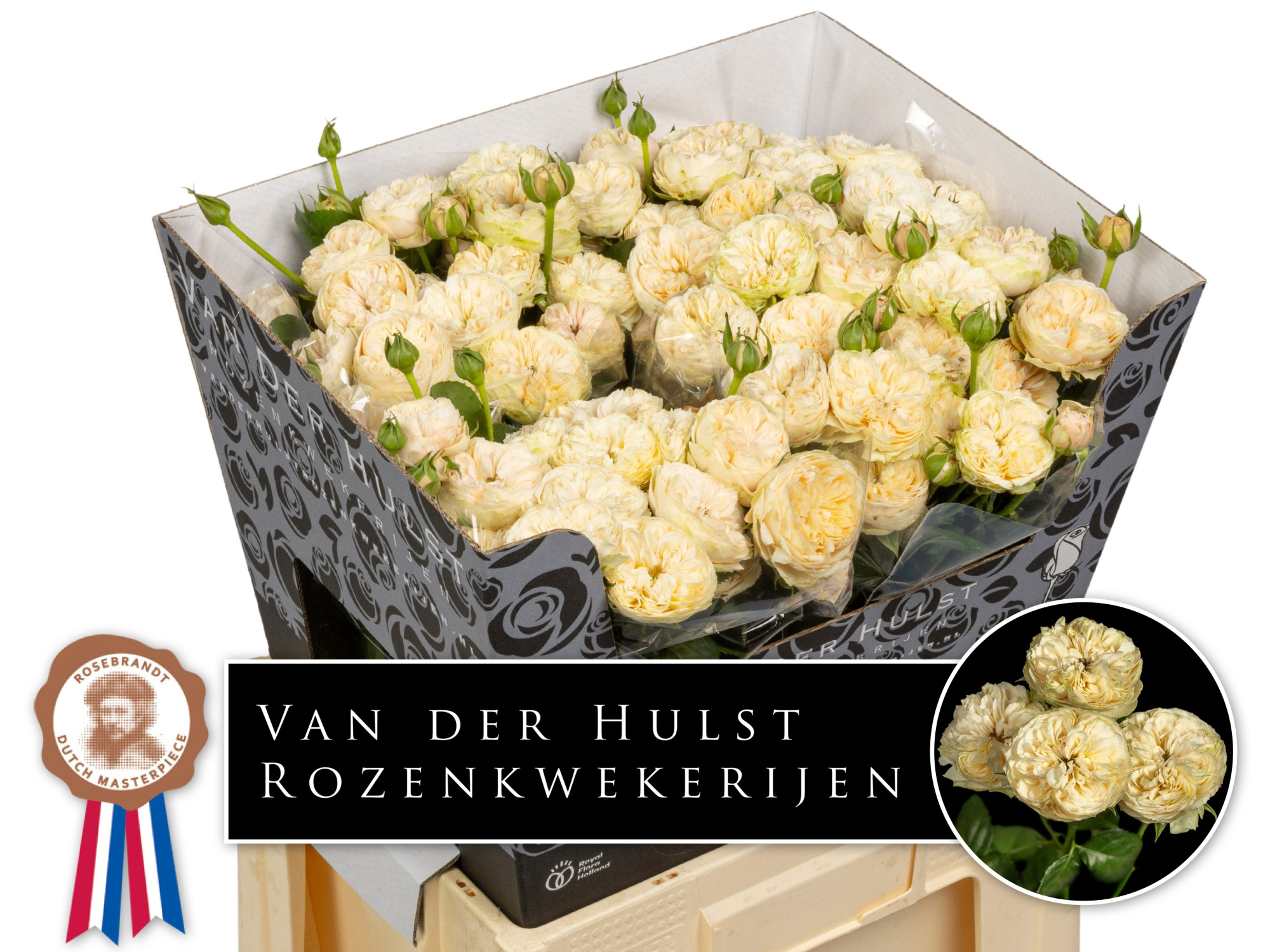 Роза куст. Роял Шампань 60, шт.