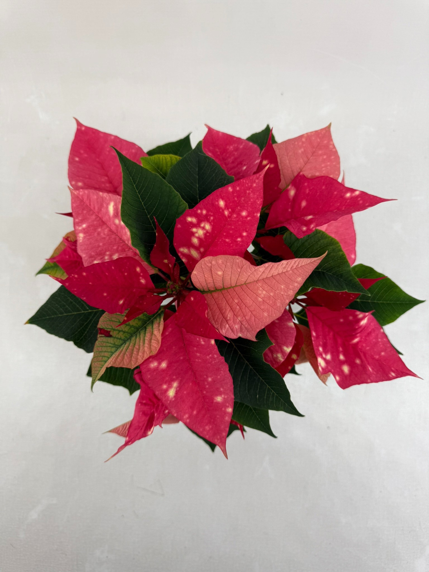 Poinsettia Fantasy star pink, D 10,5 cm