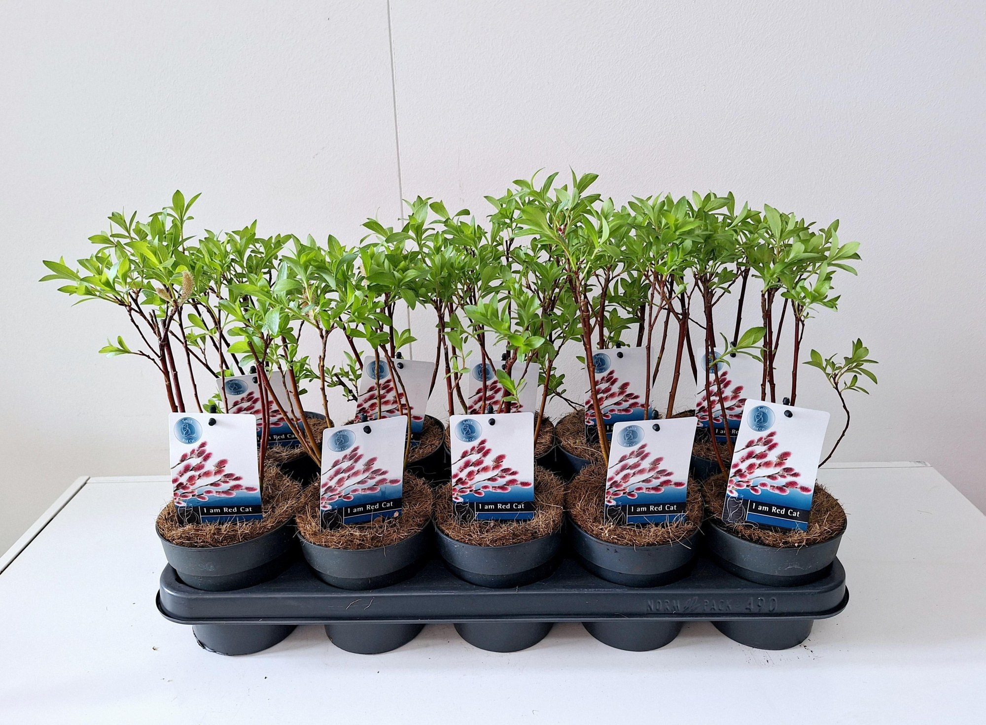 Salix Mount Aso bush p12, D 12 cm