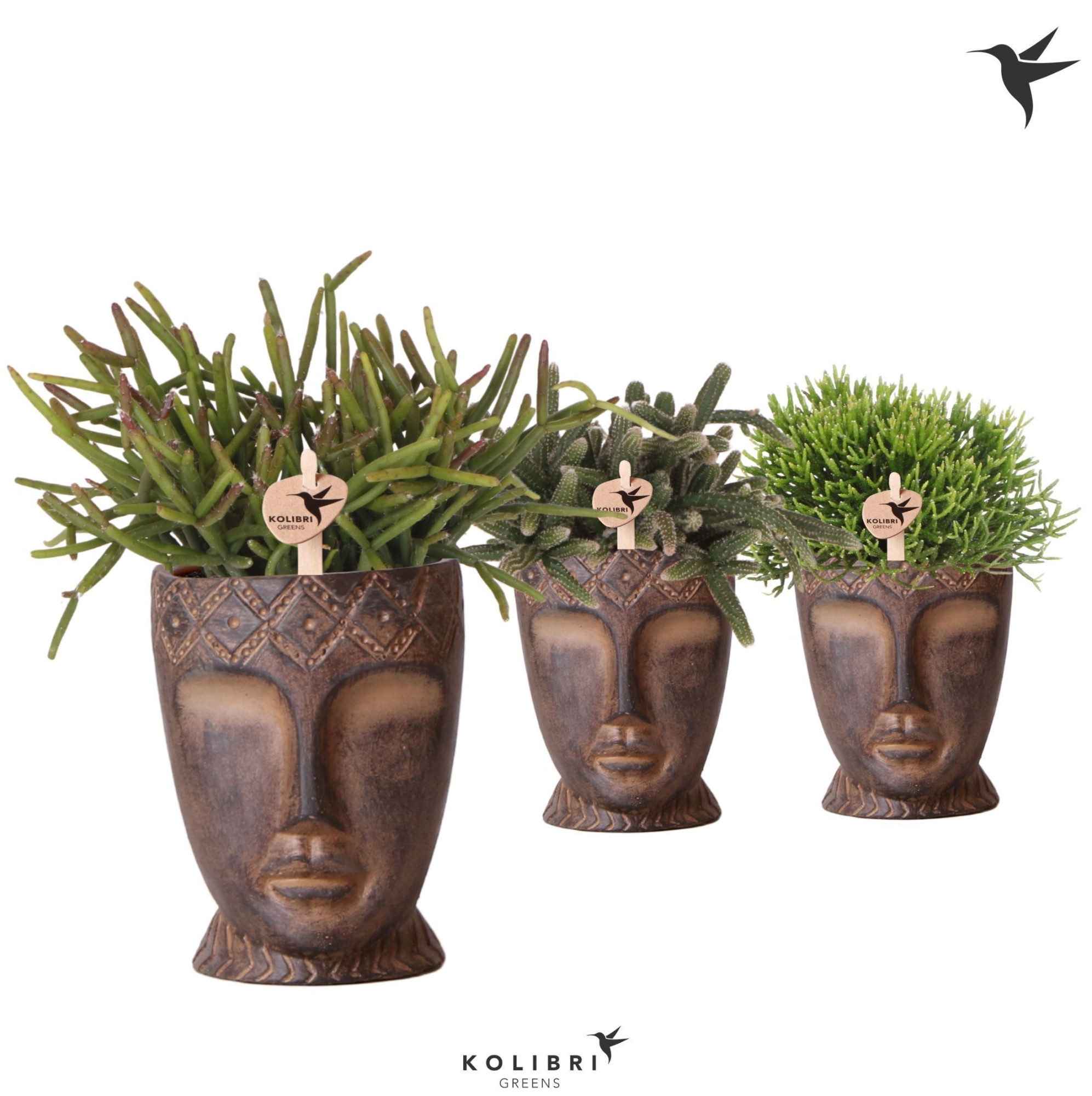 Kolibri Greens Rhipsalis mix in Totem Mask pot, D 9 cm