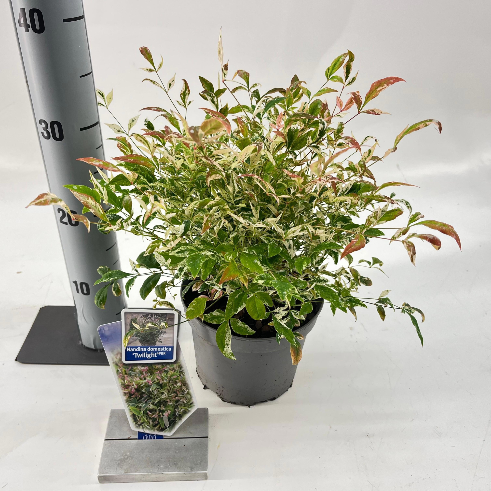 Nandina domestica 'Twilight', D 17 cm