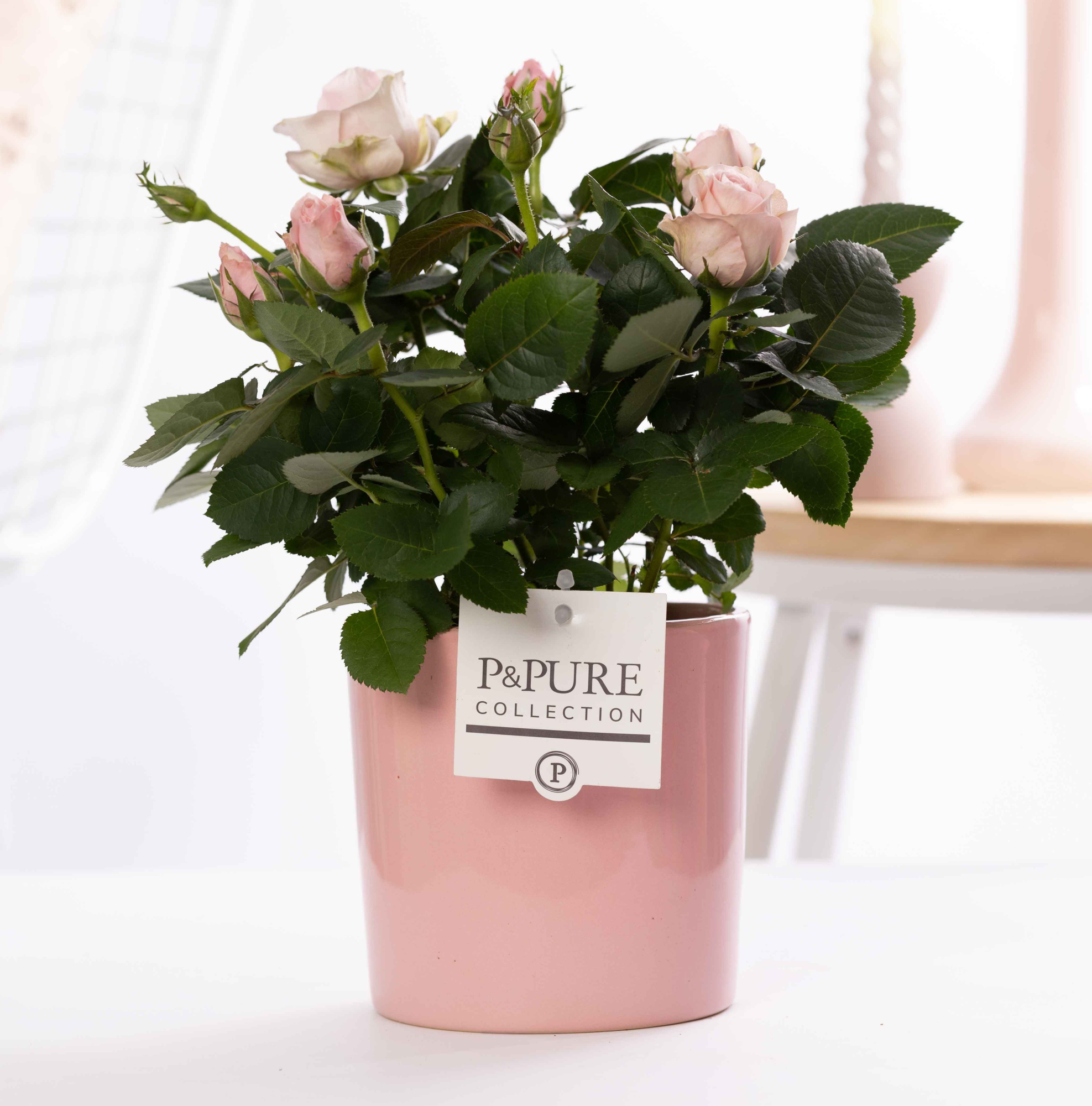 Rosa light pink in P&PURE Essential ceramics pink, D 12
