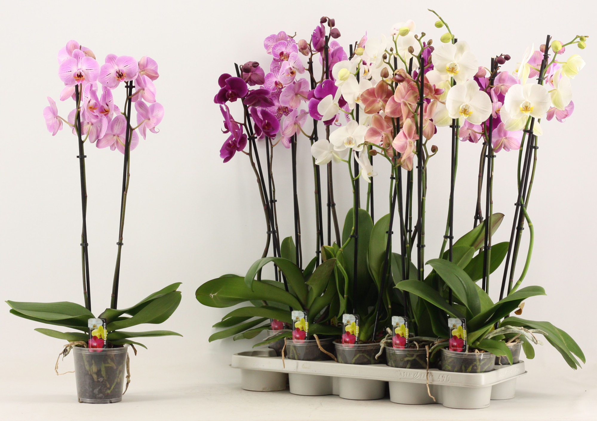 Phalaenopsis 2 tak A2, D 12 cm