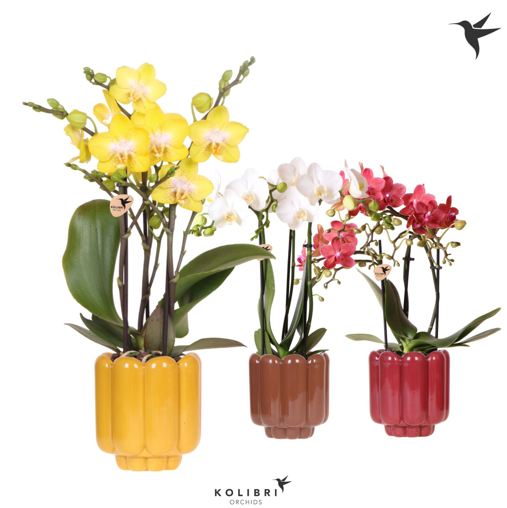 Kolibri Orchids Phalaenopsis mix 3 spike in Retro pot yellow mix, D 9