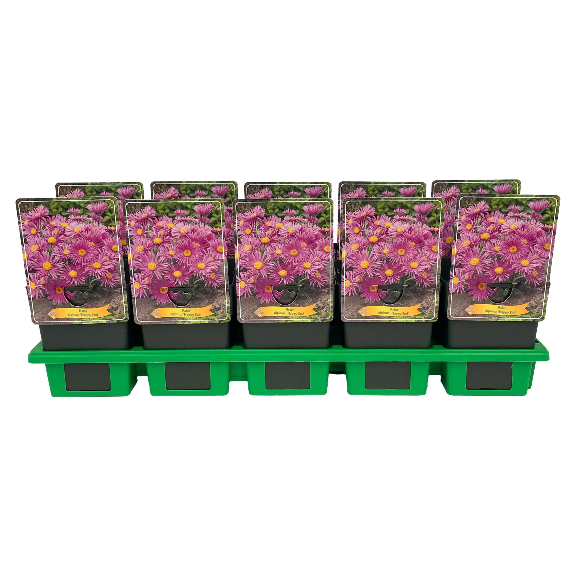 Aster alpinus 'Happy End' P11, D 11