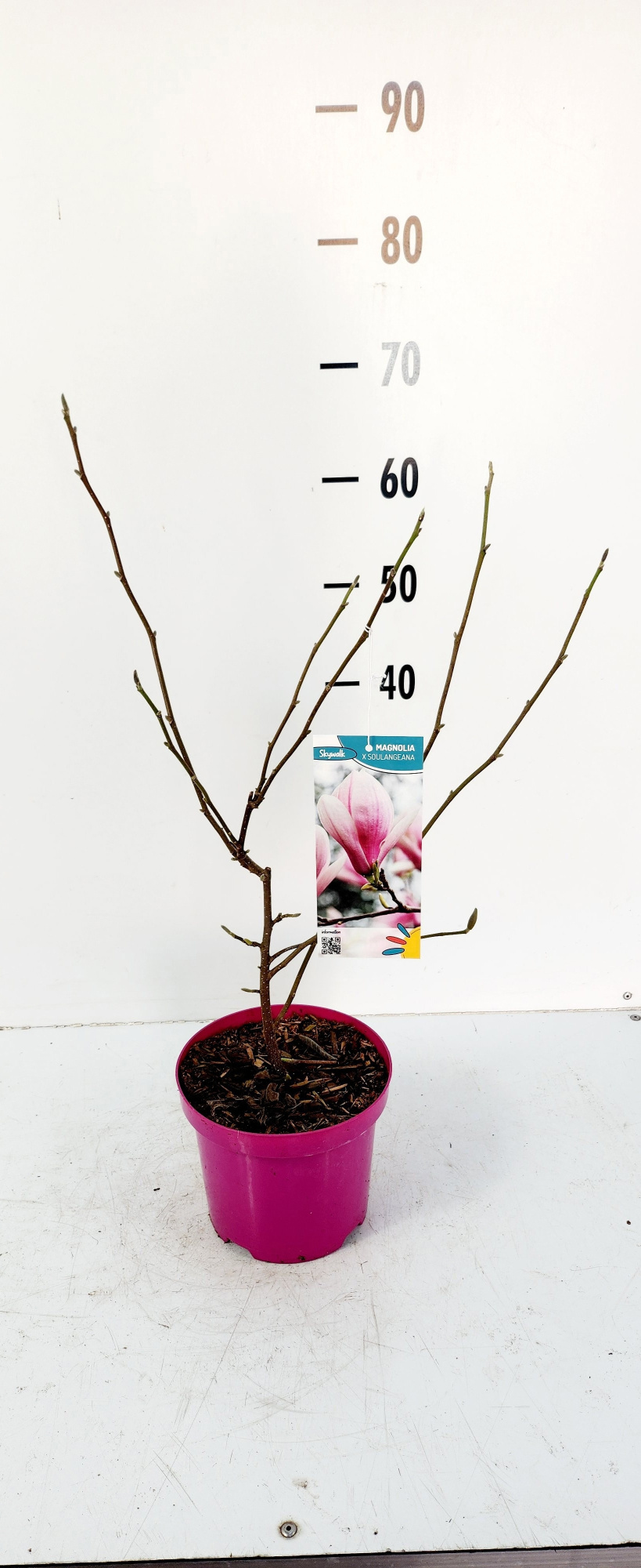 magnolia soulangeana, D 19 cm