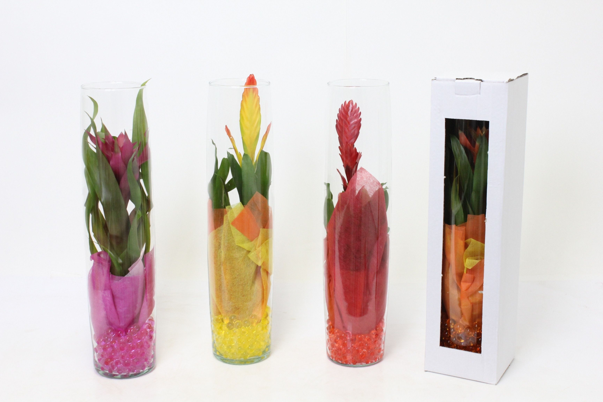 Bromelia in Glazen Cilinder 50, D 15 cm