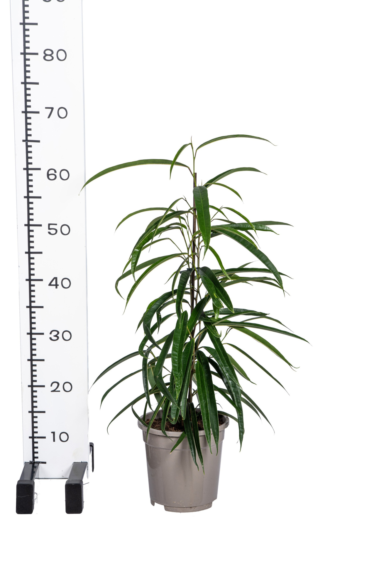 Ficus binnendijkii Alii T17, D 17